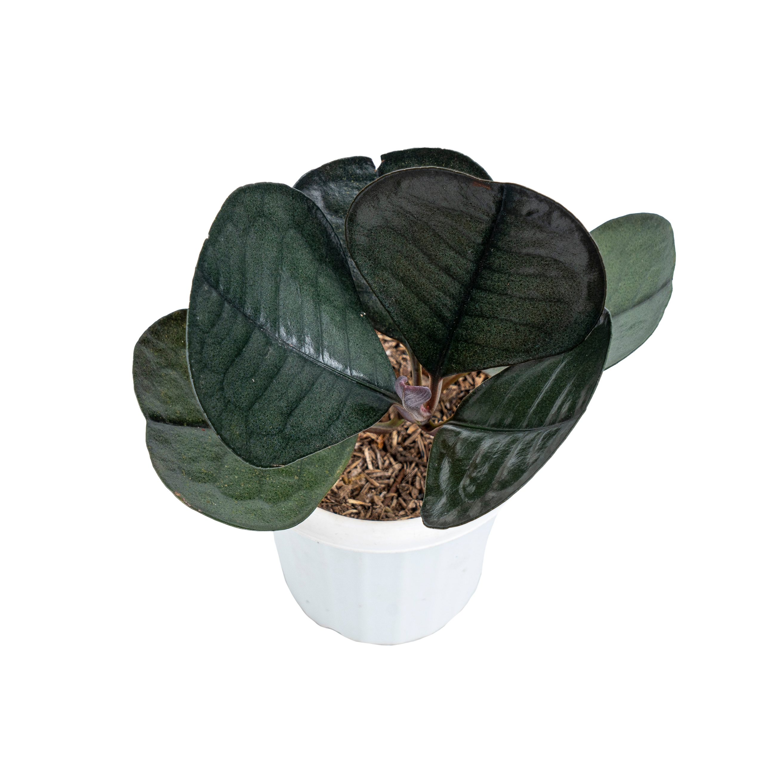 Labisia Sp Black Love - Image 4