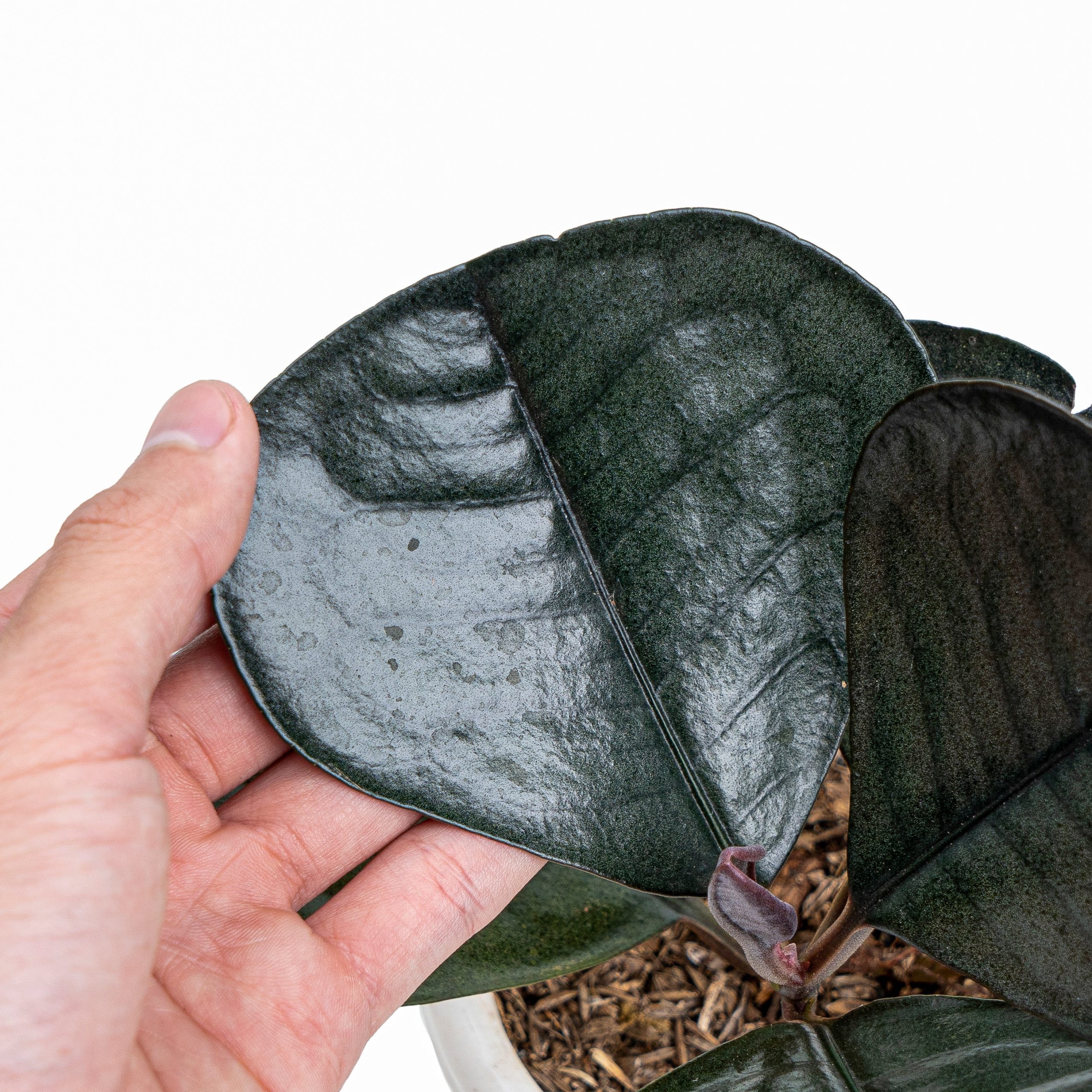 Labisia Sp Black Love - Image 5