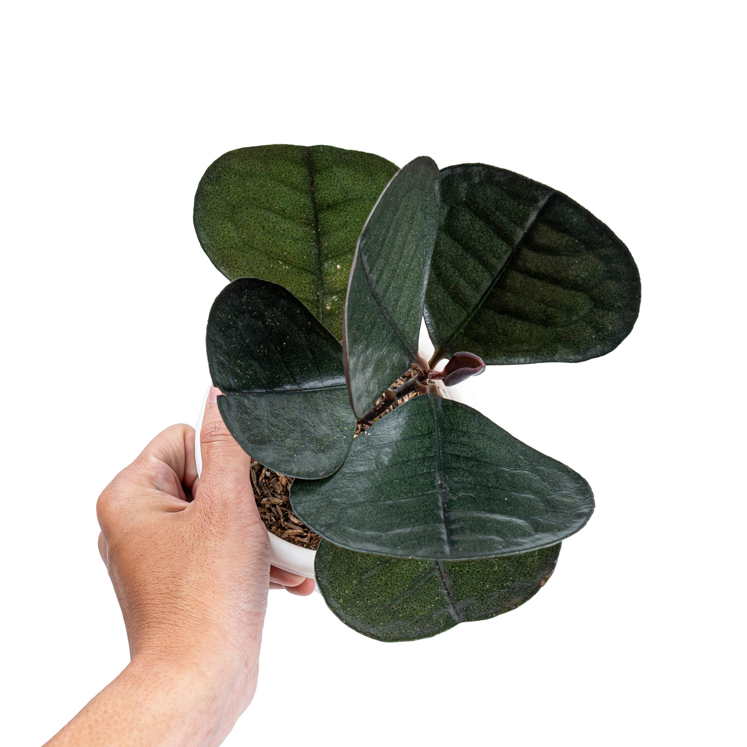 Labisia Sp Black Love - Image 6
