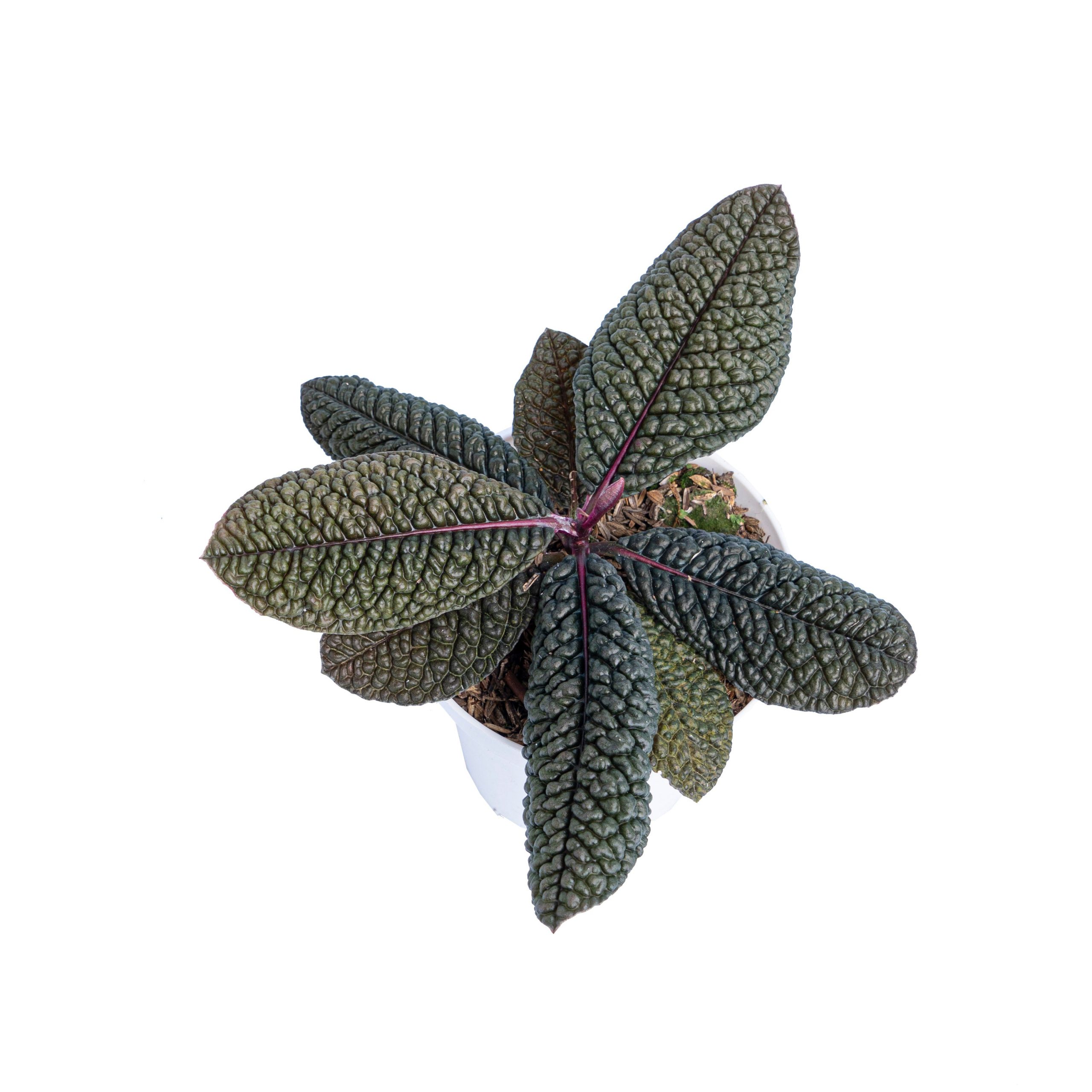 Labisia Sp dino skin - Image 4