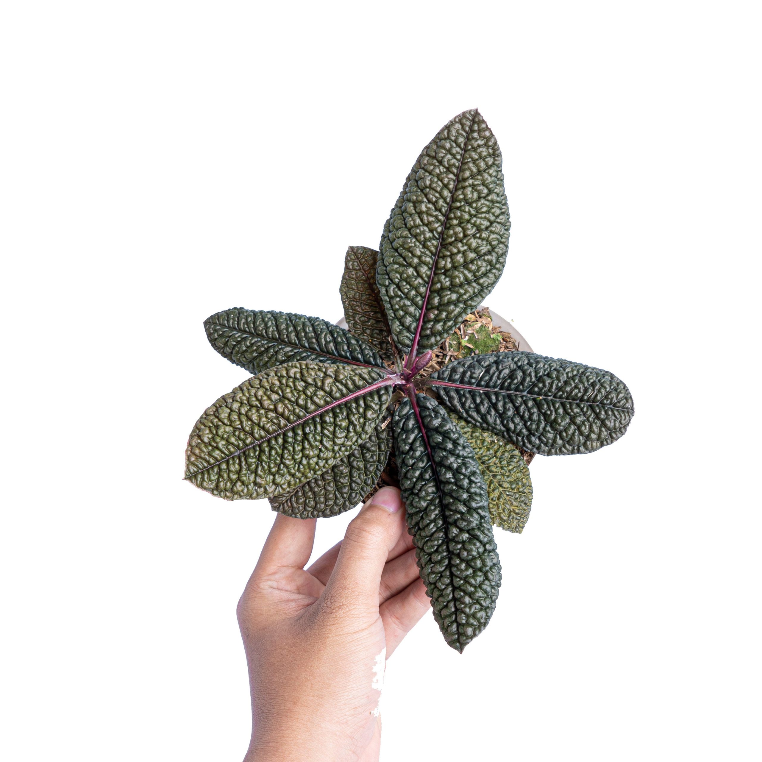 Labisia Sp dino skin - Image 5