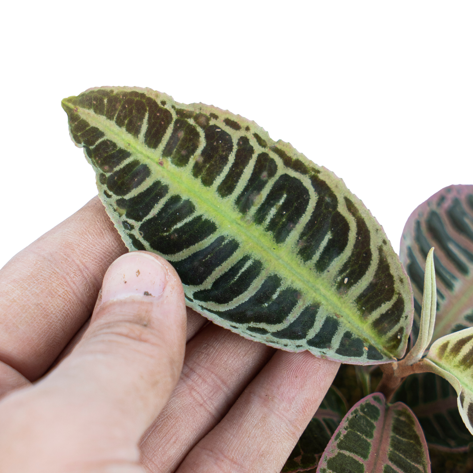Labisia Sp. Riau 'Fishbone' - Image 2