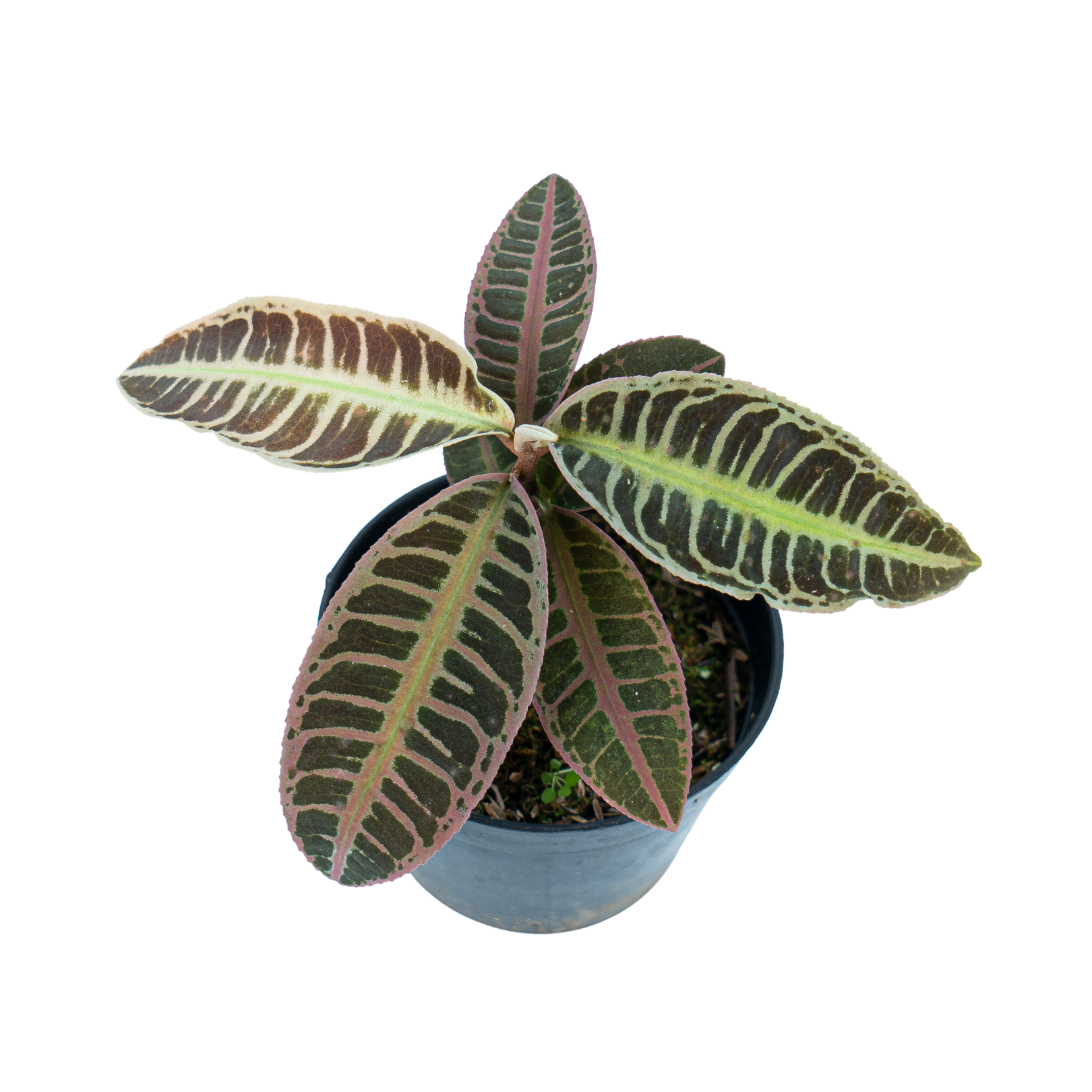 Labisia Sp. Riau 'Fishbone' - Image 3