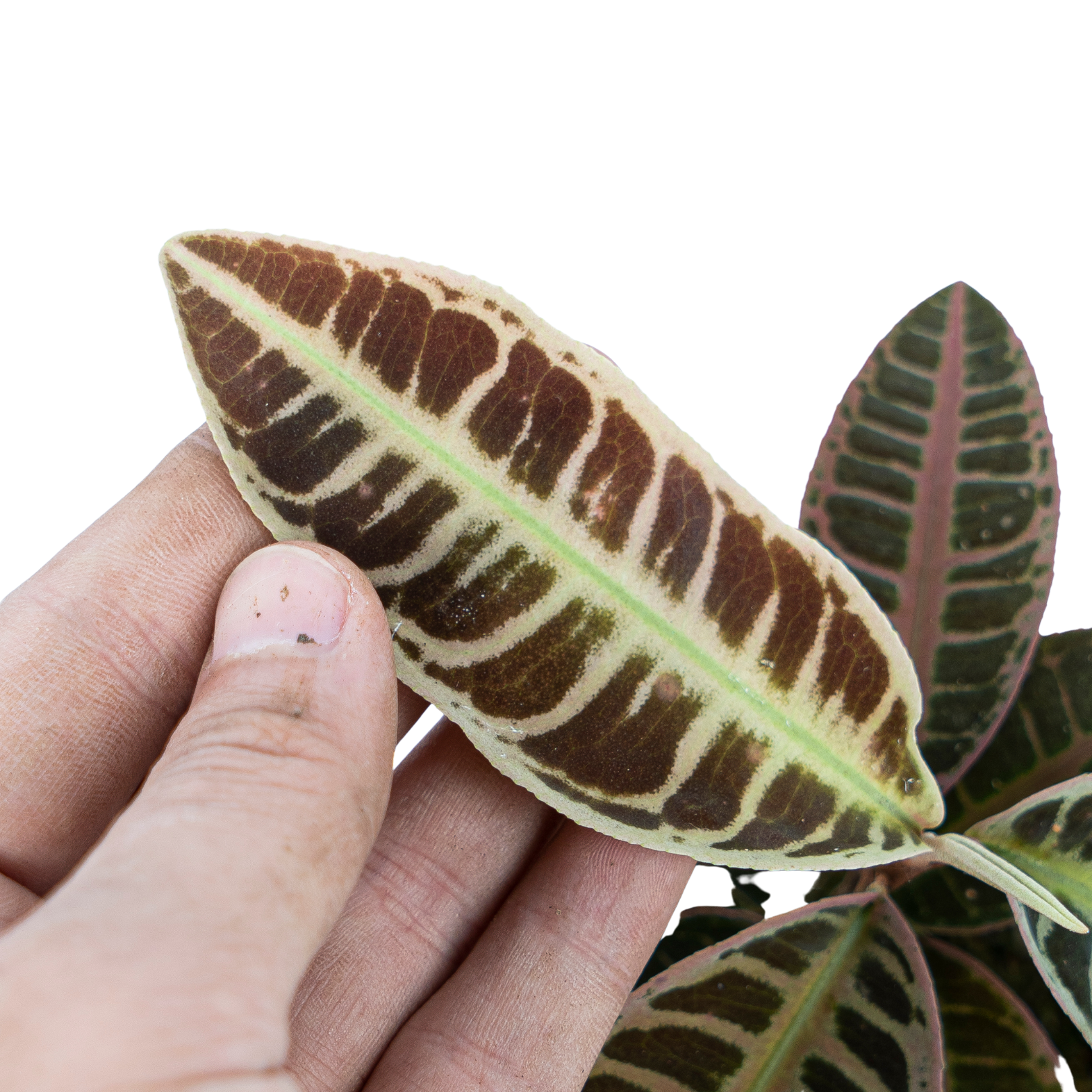 Labisia Sp. Riau 'Fishbone' - Image 4