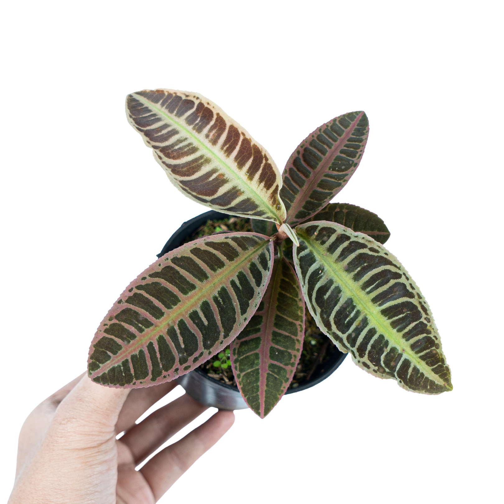 Labisia Sp. Riau 'Fishbone' - Image 5