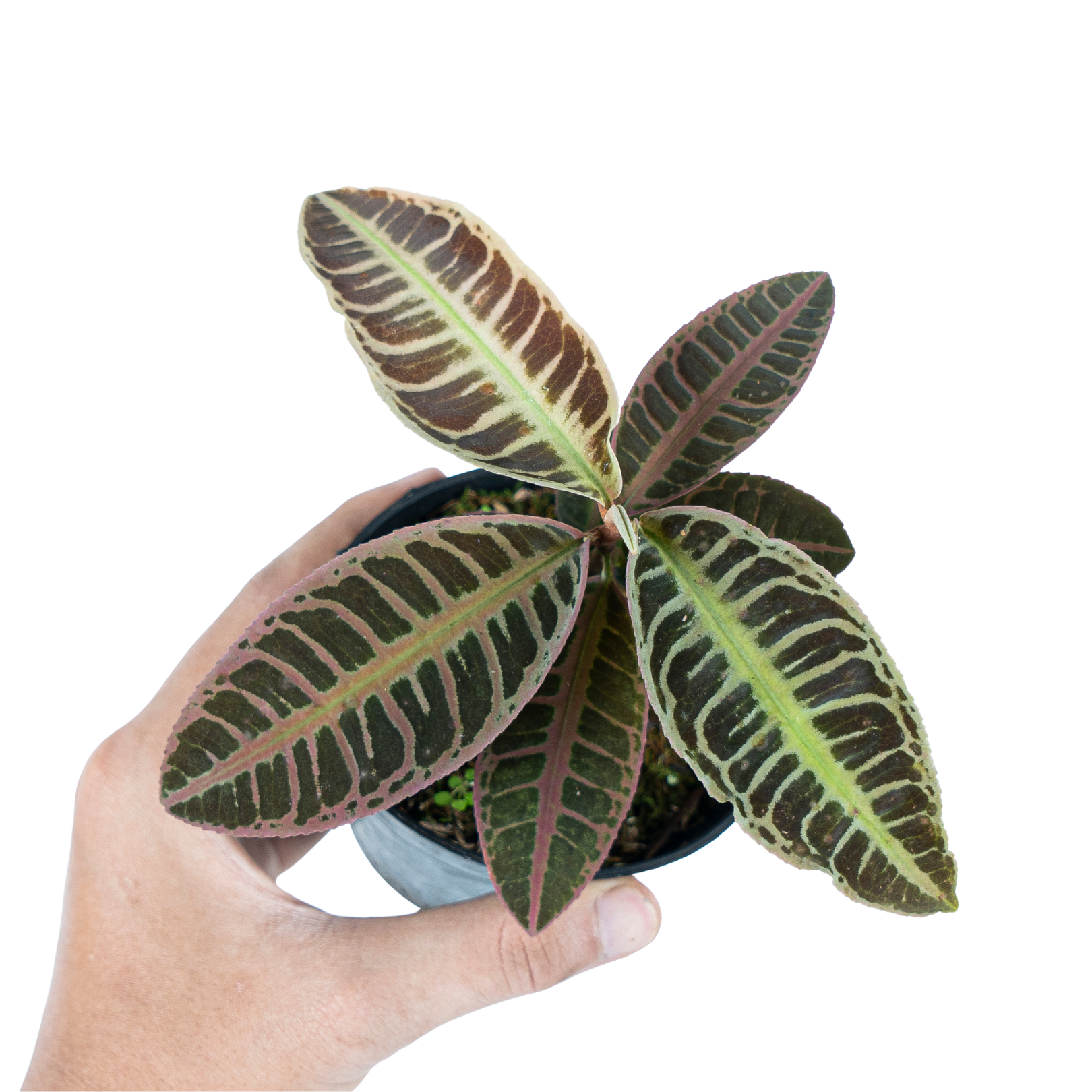 Labisia Sp. Riau 'Fishbone' - Image 6