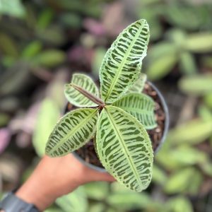Labisia Sp Riau ‘fishbone’ - Rare pattern