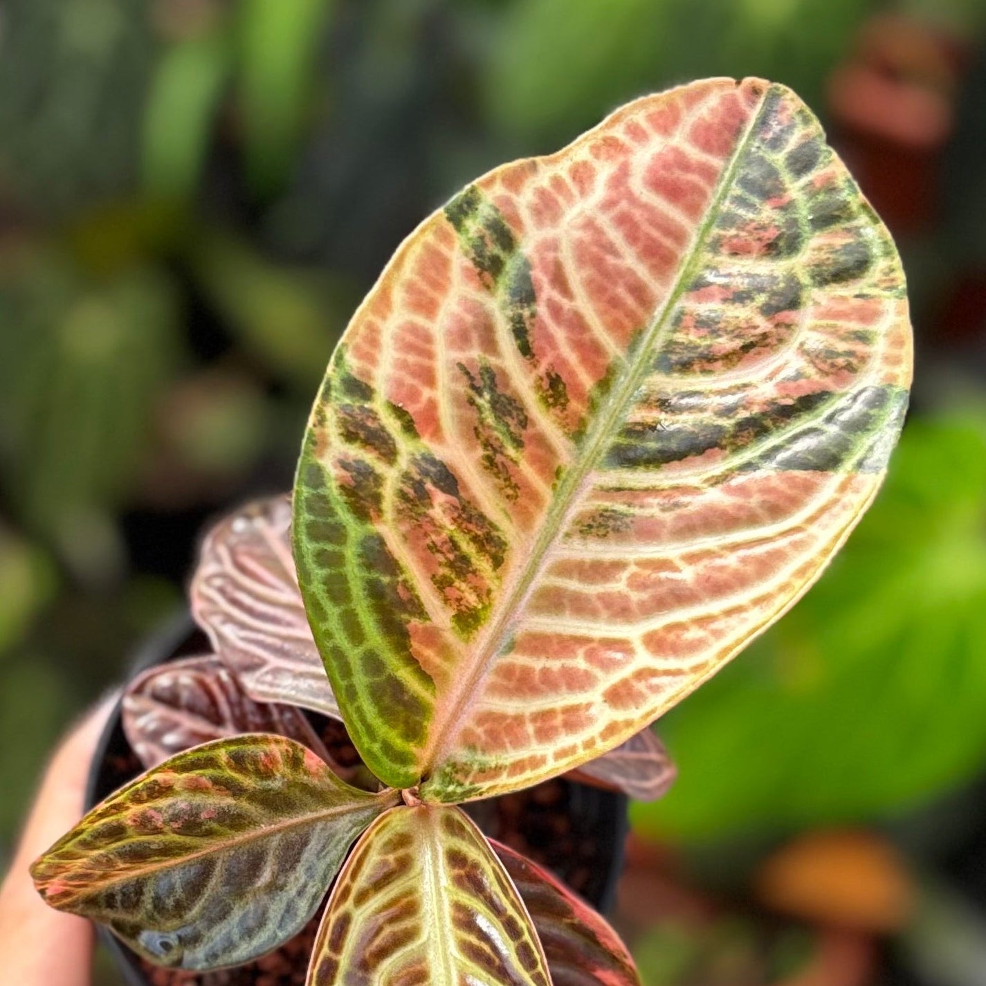 Labisia Turtle Back Variegated - Image 2