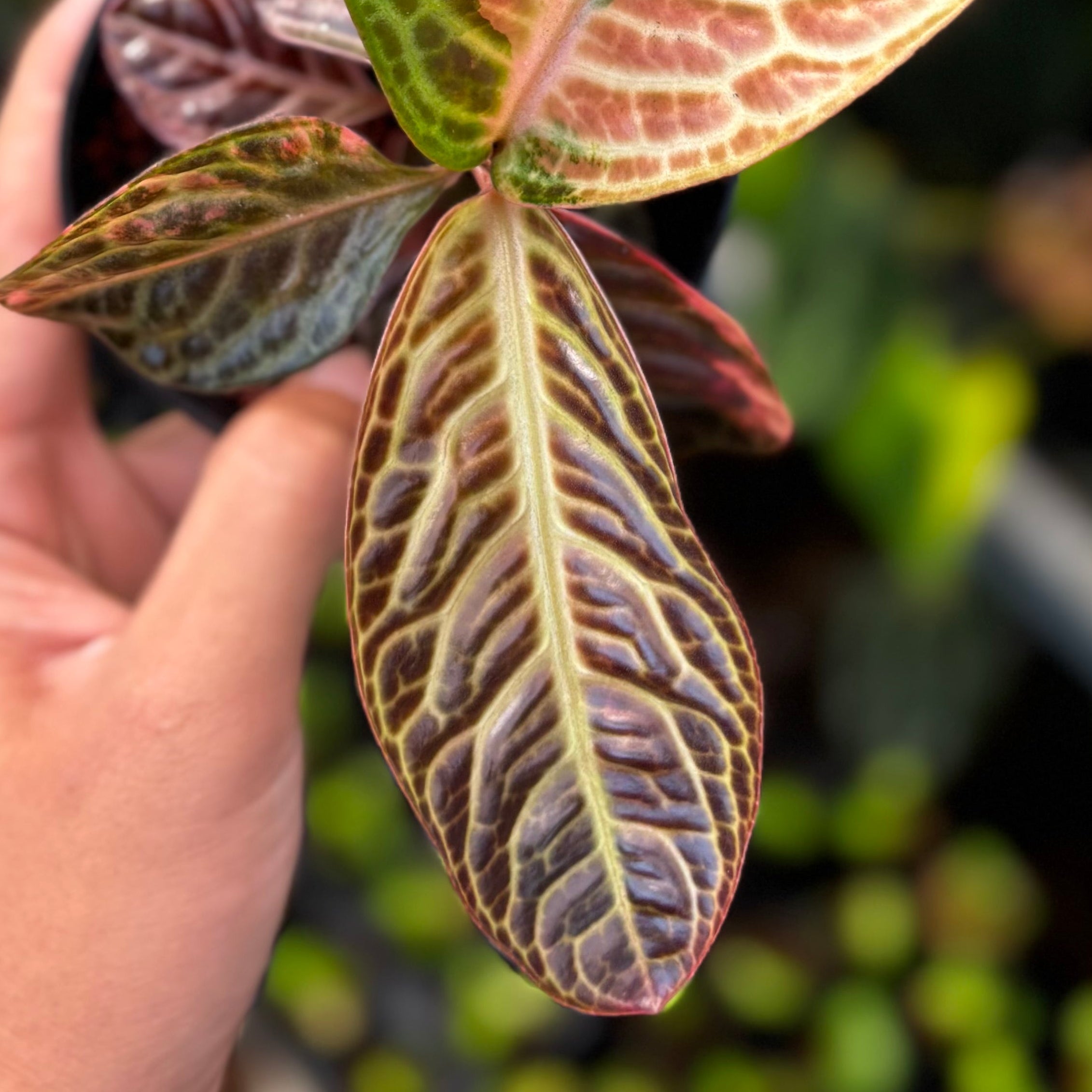 Labisia Turtle Back Variegated - Image 3