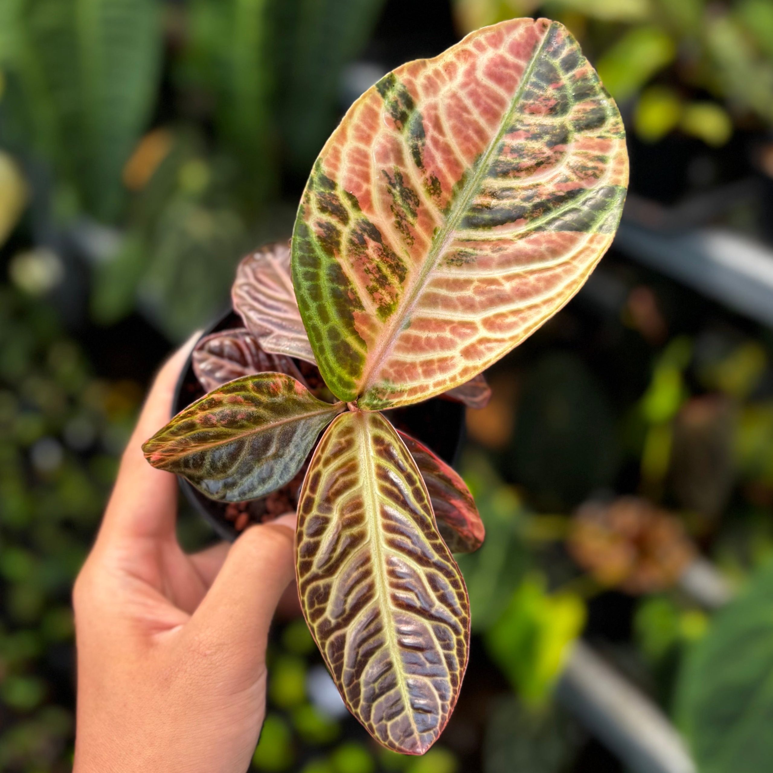 Labisia Turtle Back Variegated - Image 4