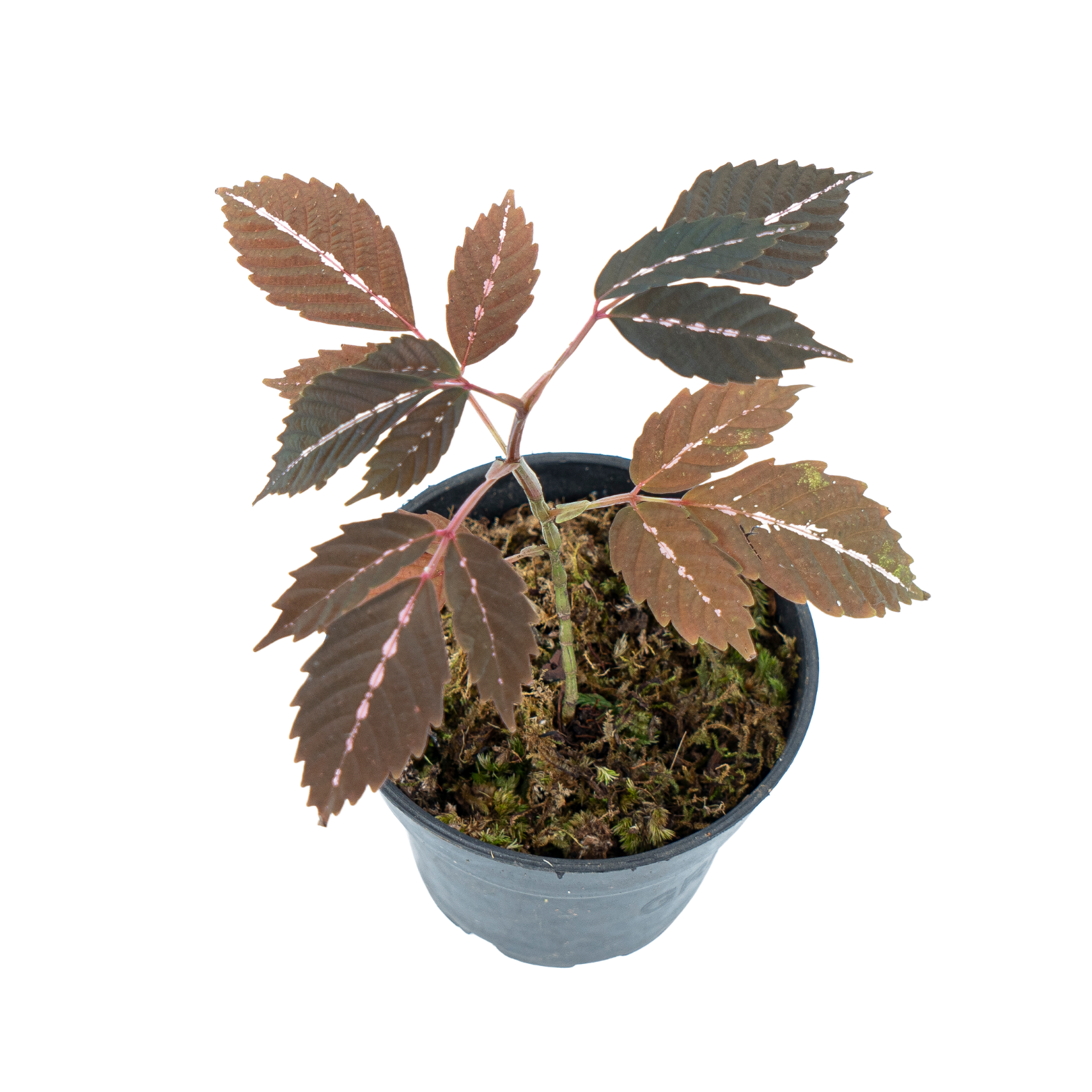 Leea Amabilis - Image 3