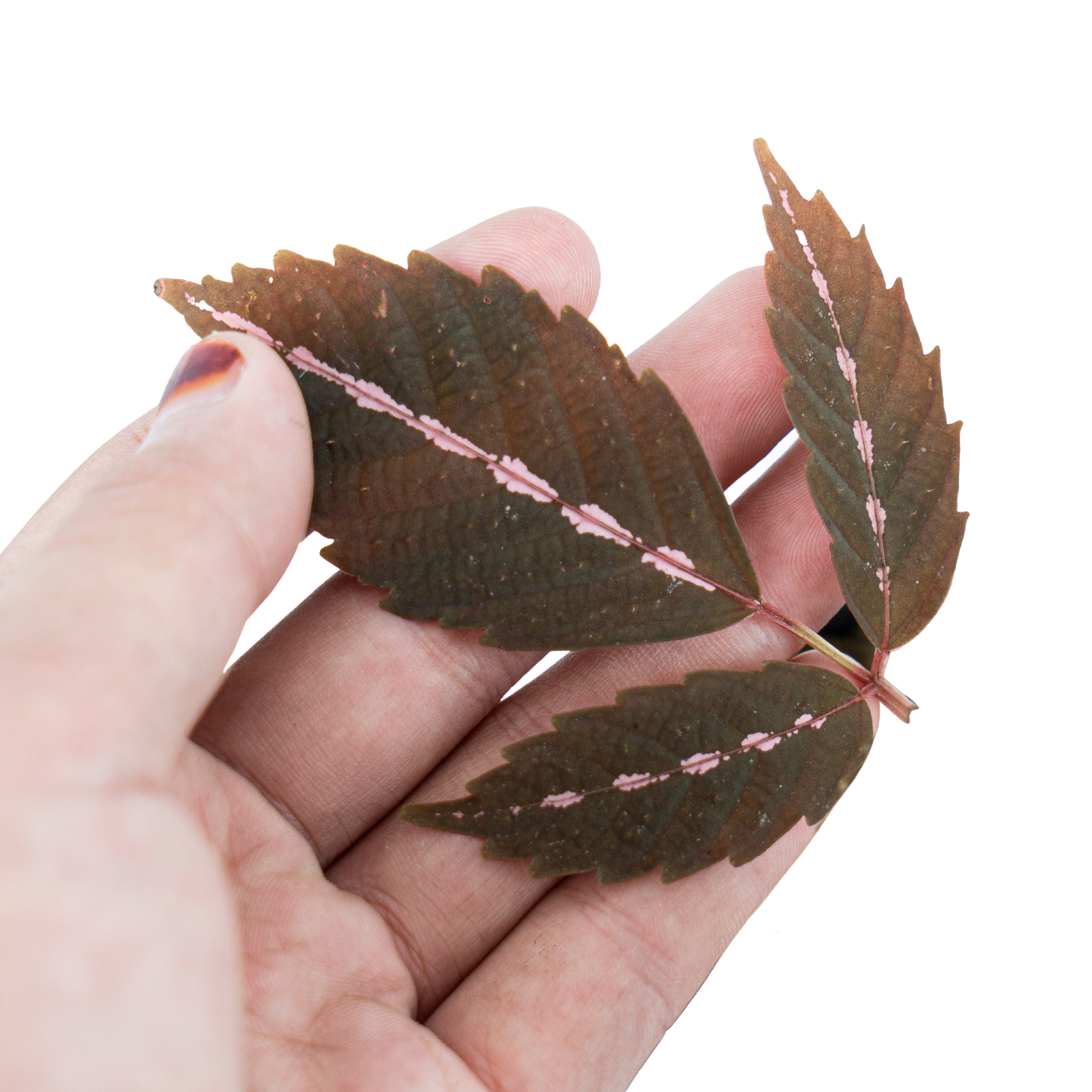 Leea Amabilis - Image 4