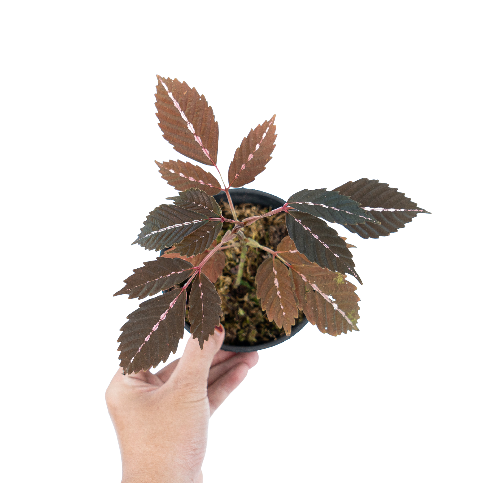 Leea Amabilis - Image 5