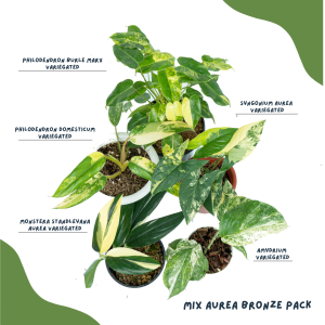 Mix Aurea Bronze Pack