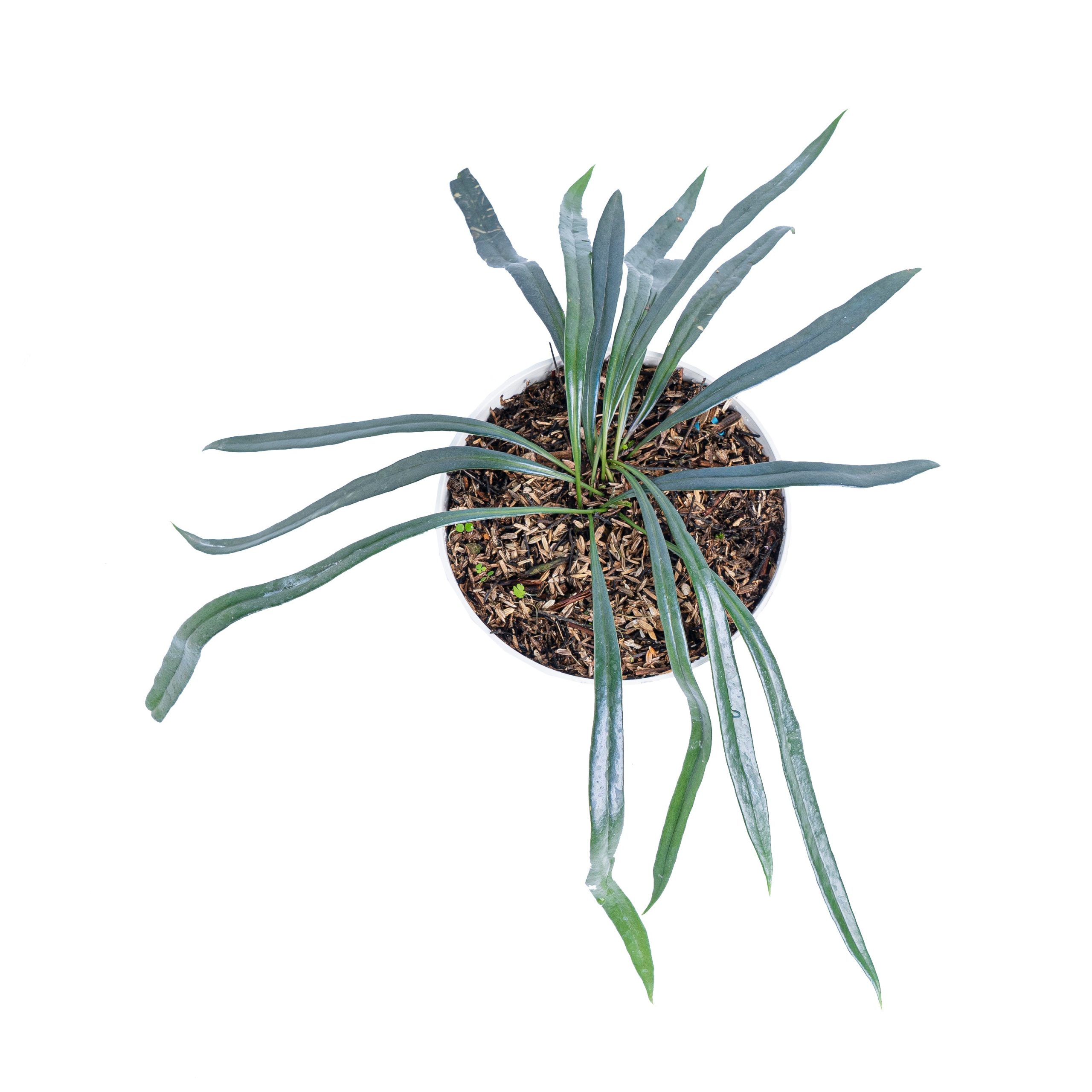 Microsorum thailandicum - Image 2