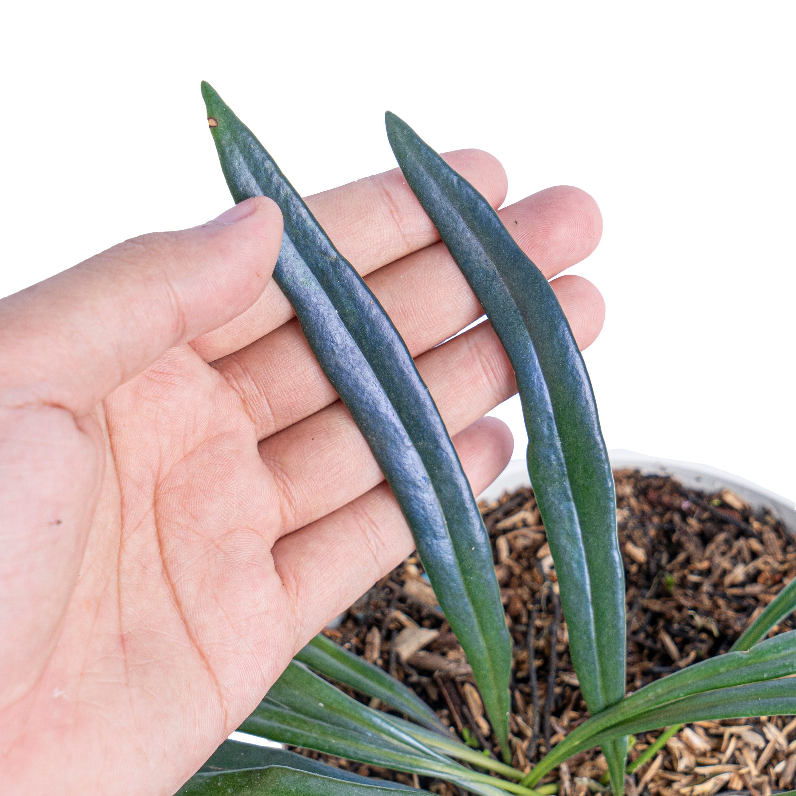 Microsorum thailandicum - Image 3