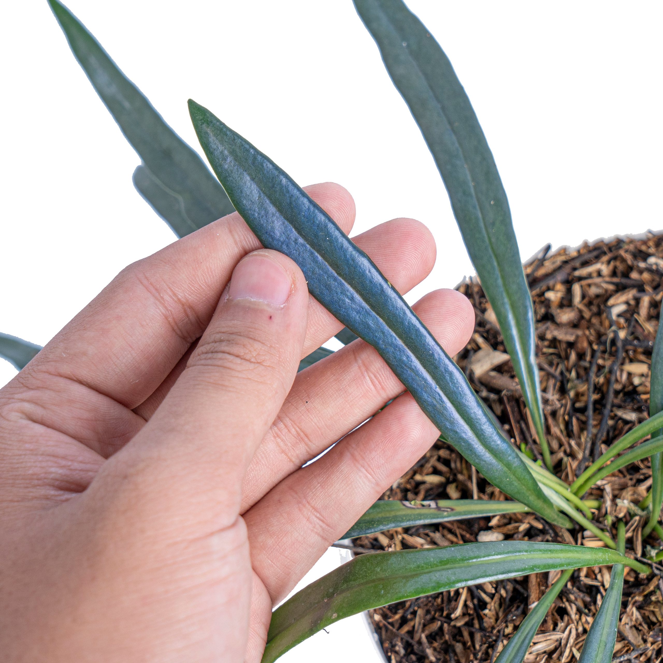 Microsorum thailandicum - Image 4