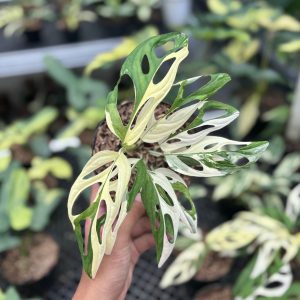 Monstera adansonii ‘giant’ albo variegated