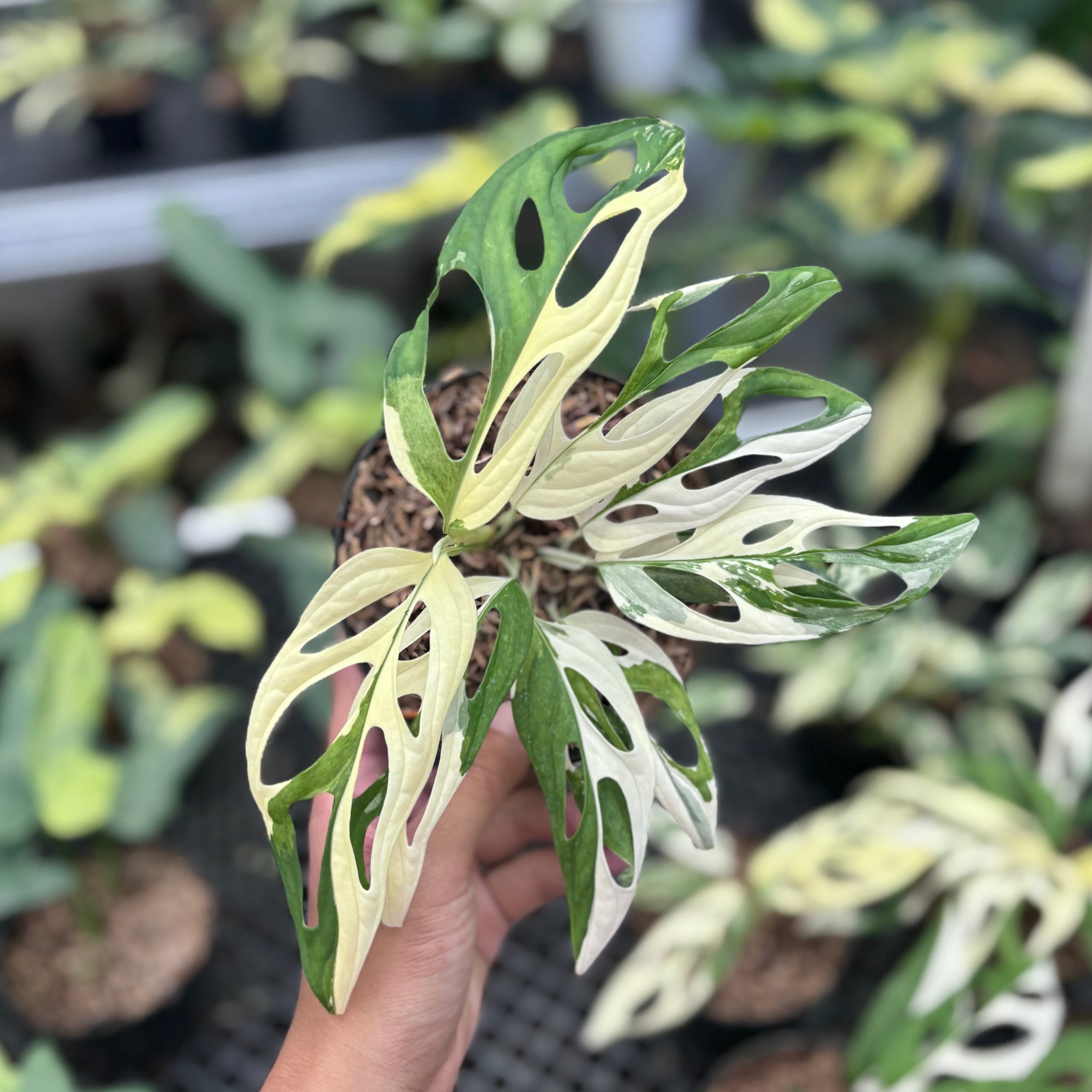 Monstera adansonii ‘giant’ albo variegated