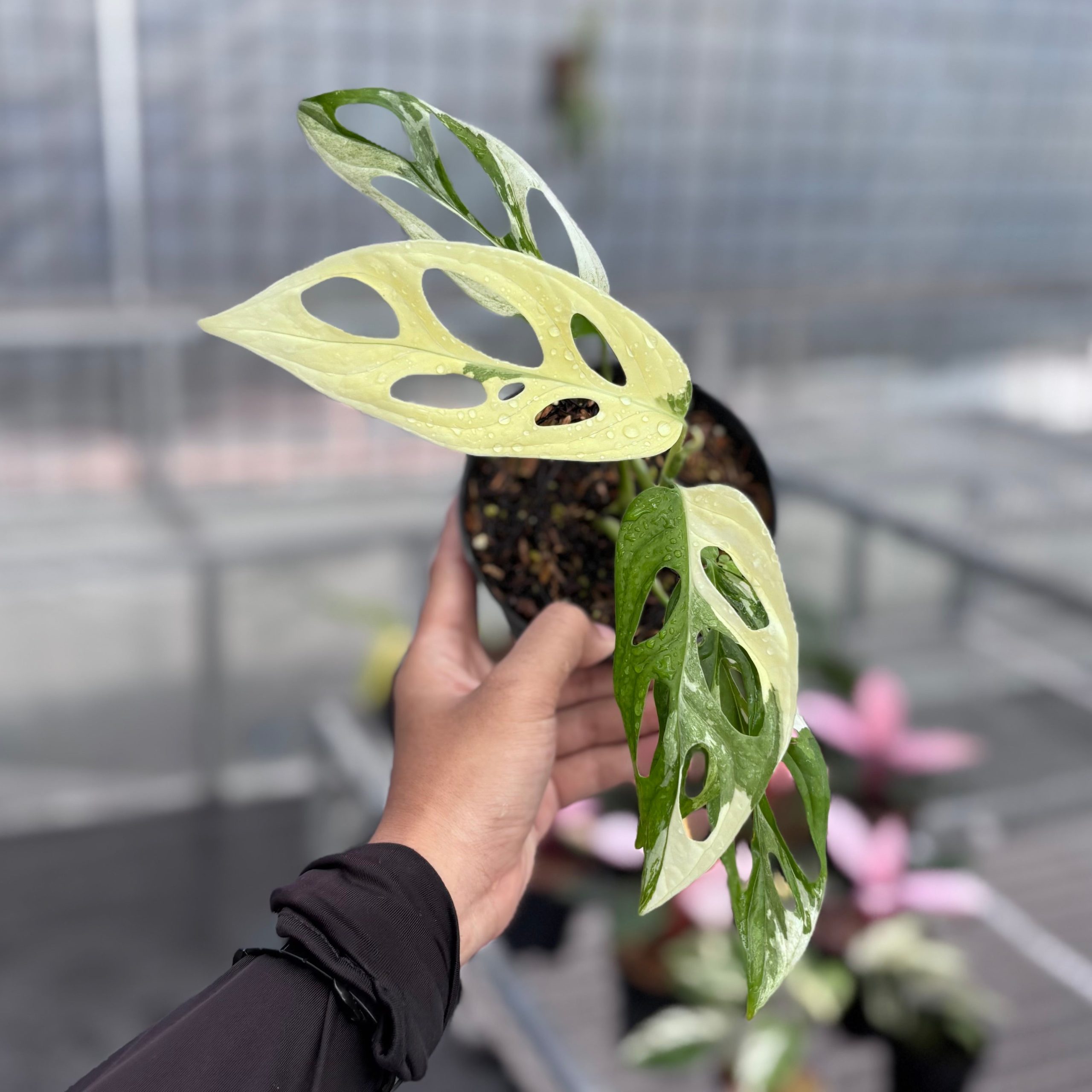Monstera adansonii ‘giant’ albo variegated - Image 2