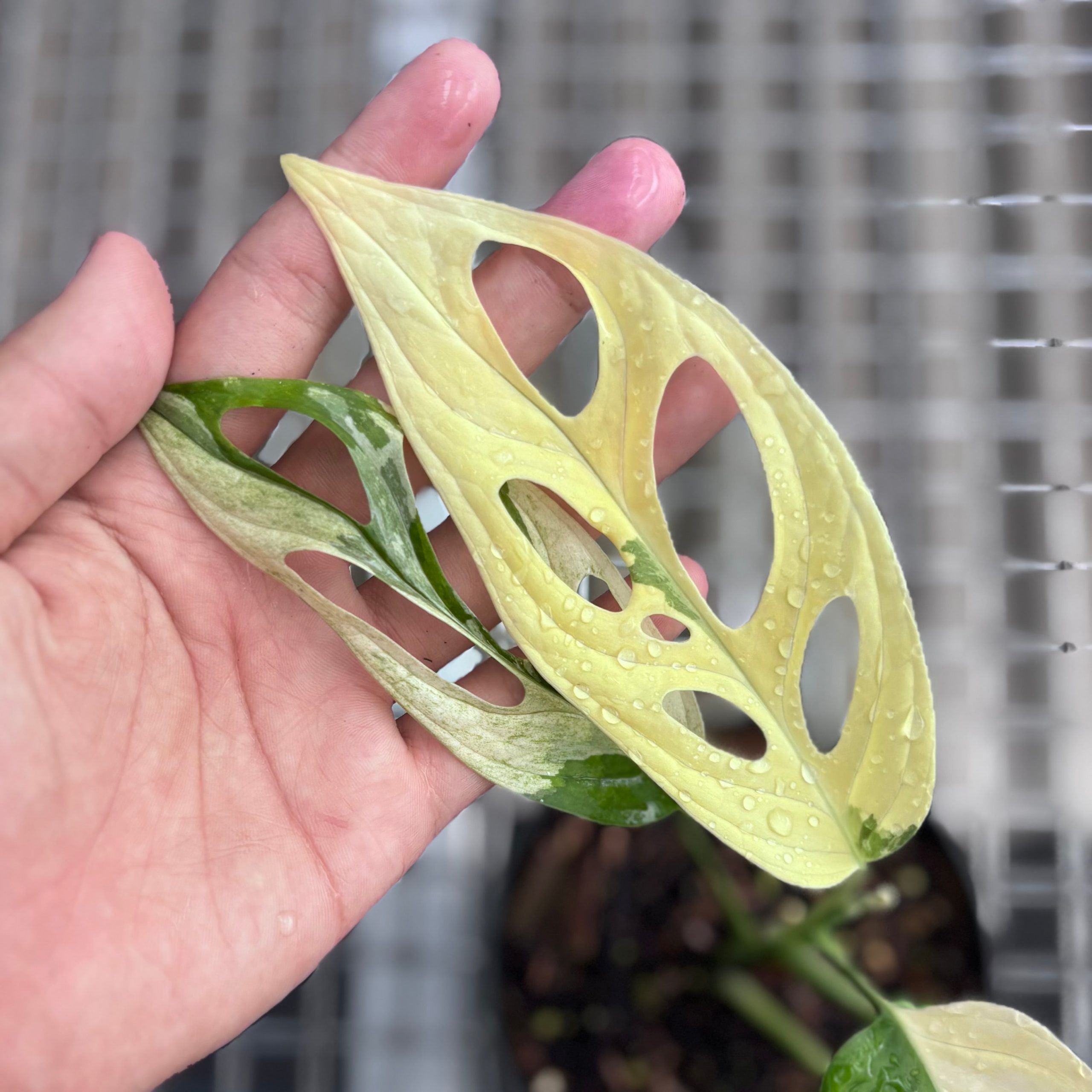 Monstera adansonii ‘giant’ albo variegated - Image 3