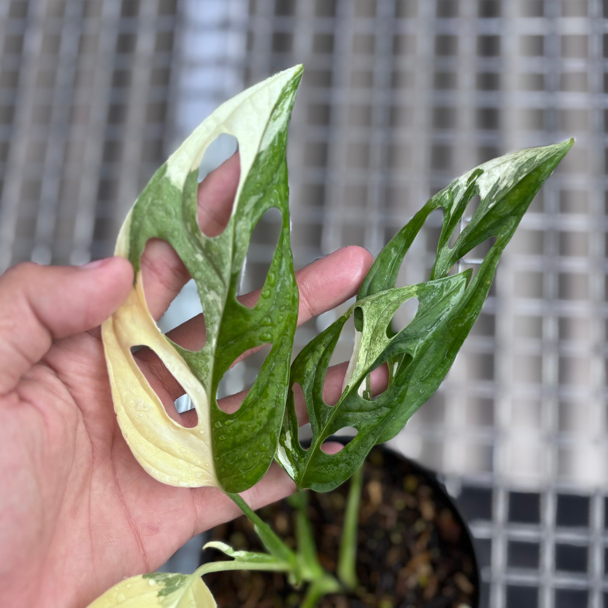Monstera adansonii ‘giant’ albo variegated - Image 4