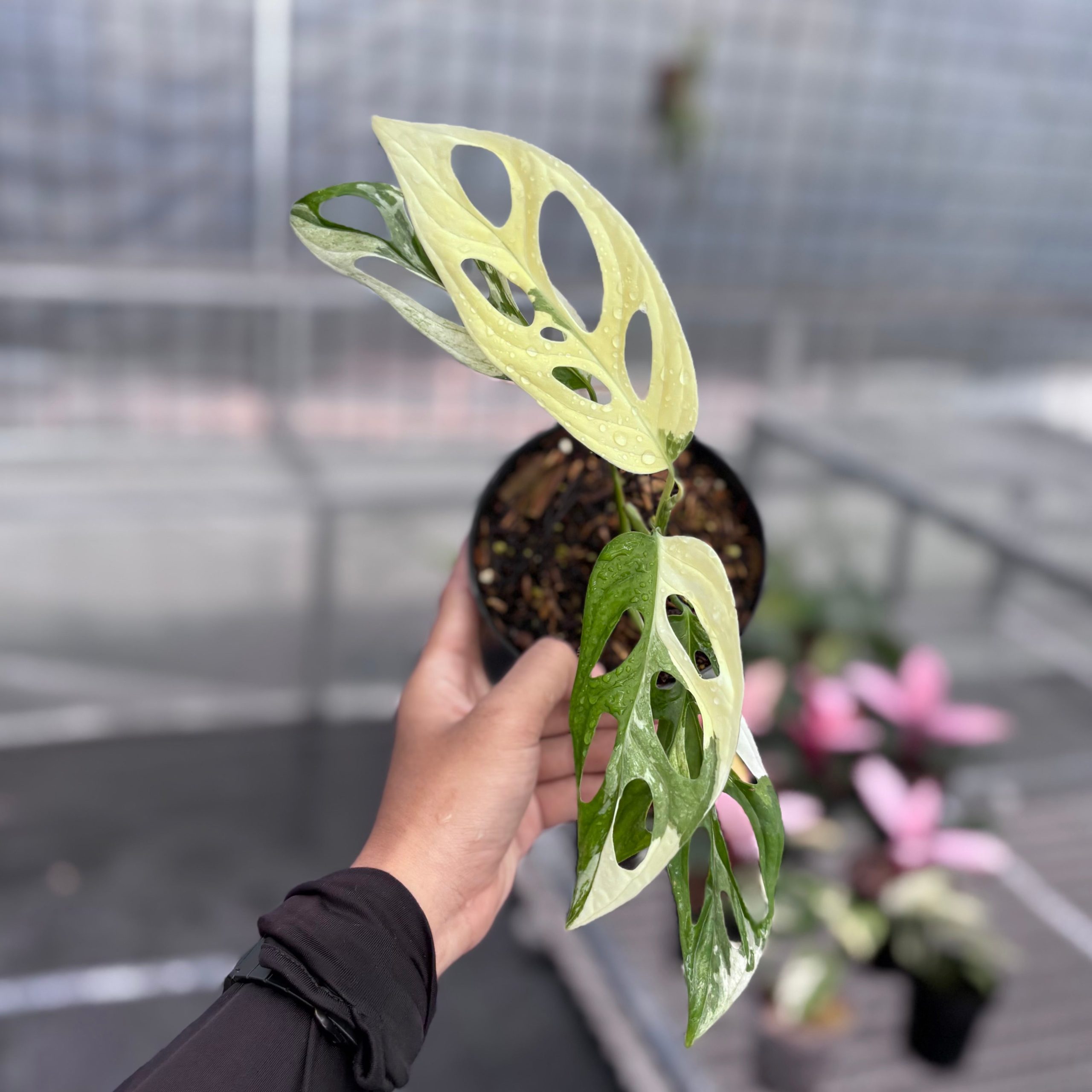 Monstera adansonii ‘giant’ albo variegated - Image 5