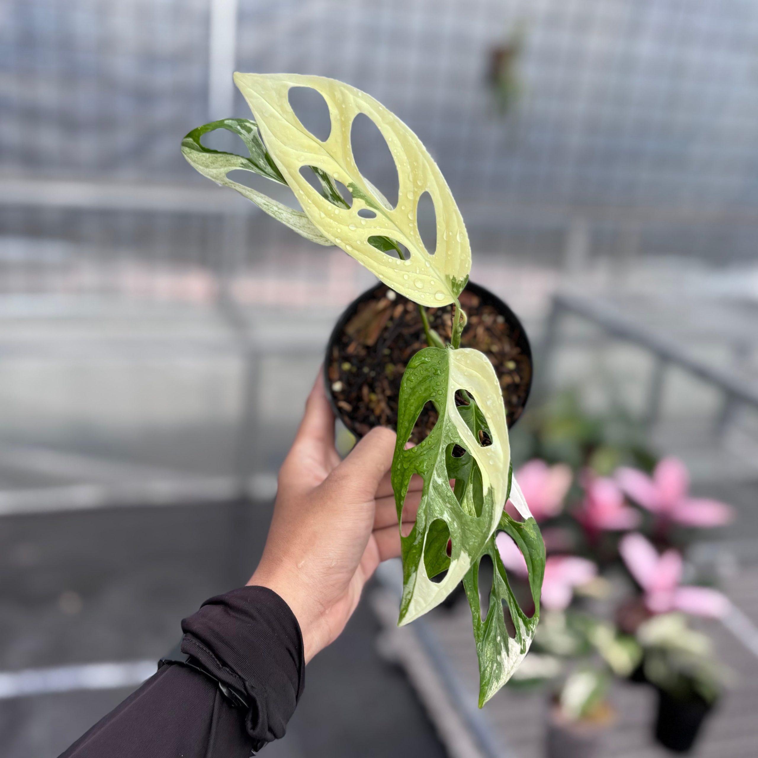 Monstera adansonii ‘giant’ albo variegated - Image 6