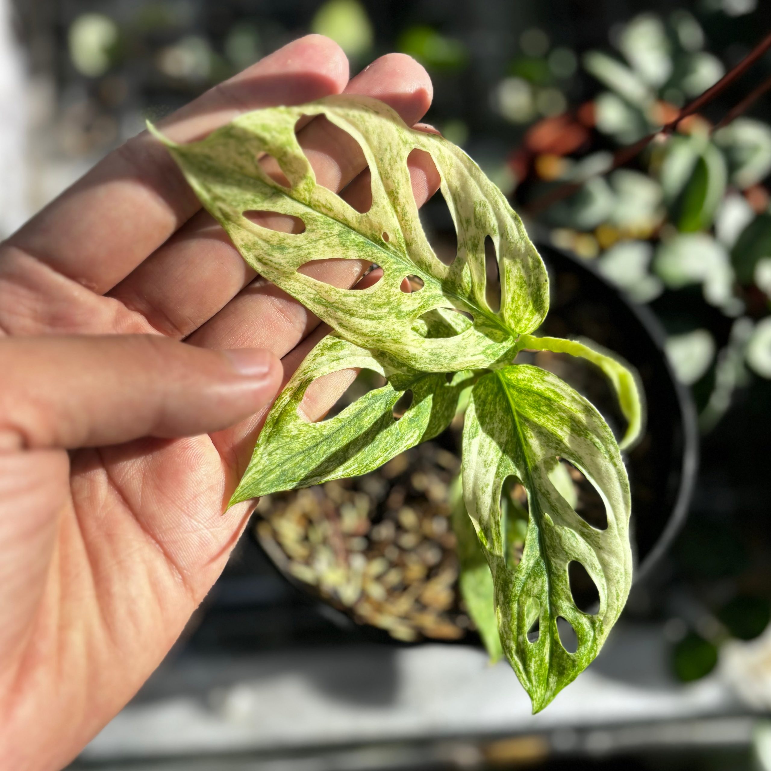 Monstera adansonii mint variegated - Image 2