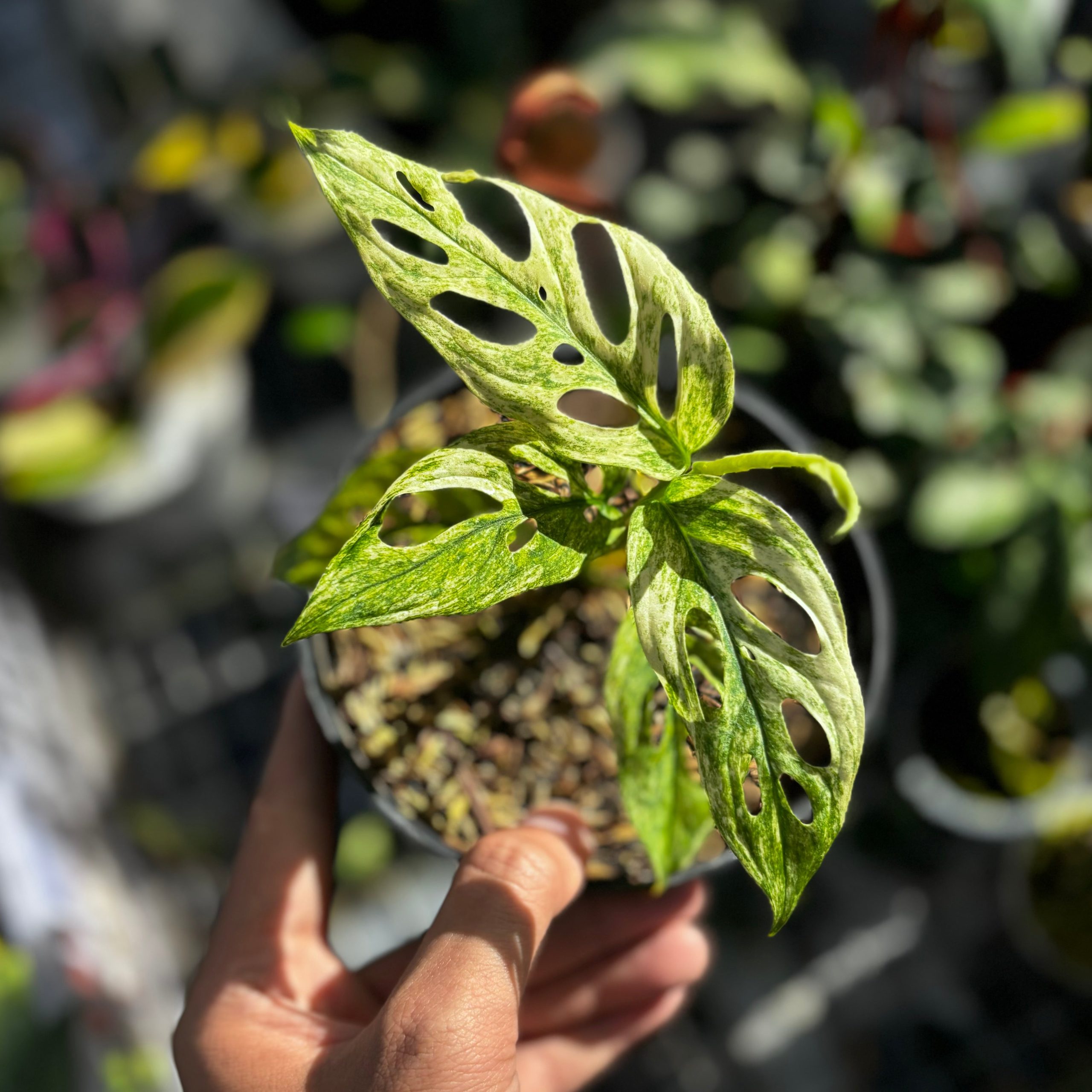 Monstera adansonii mint variegated - Image 3