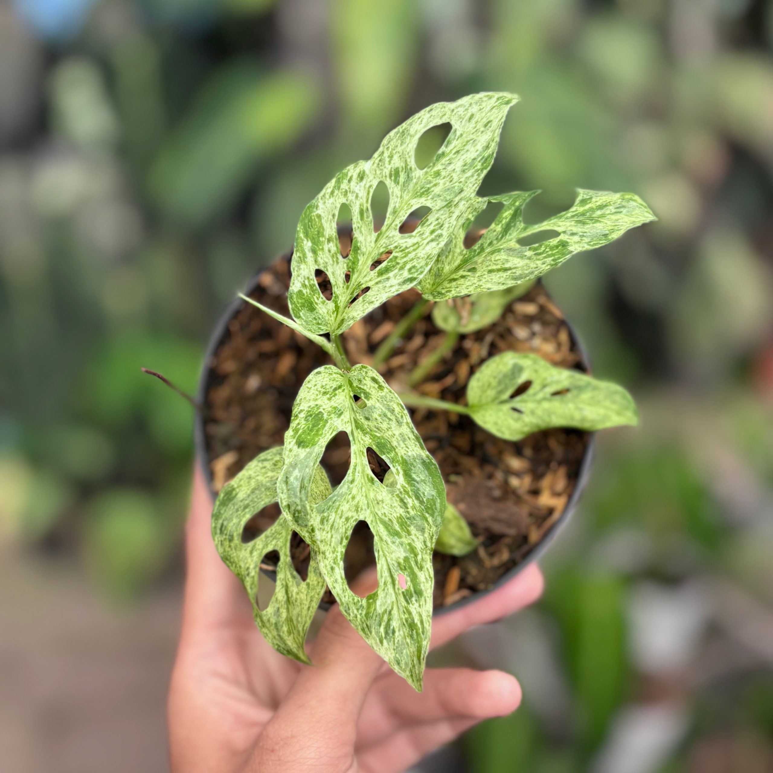 Monstera adansonii mottled variegated