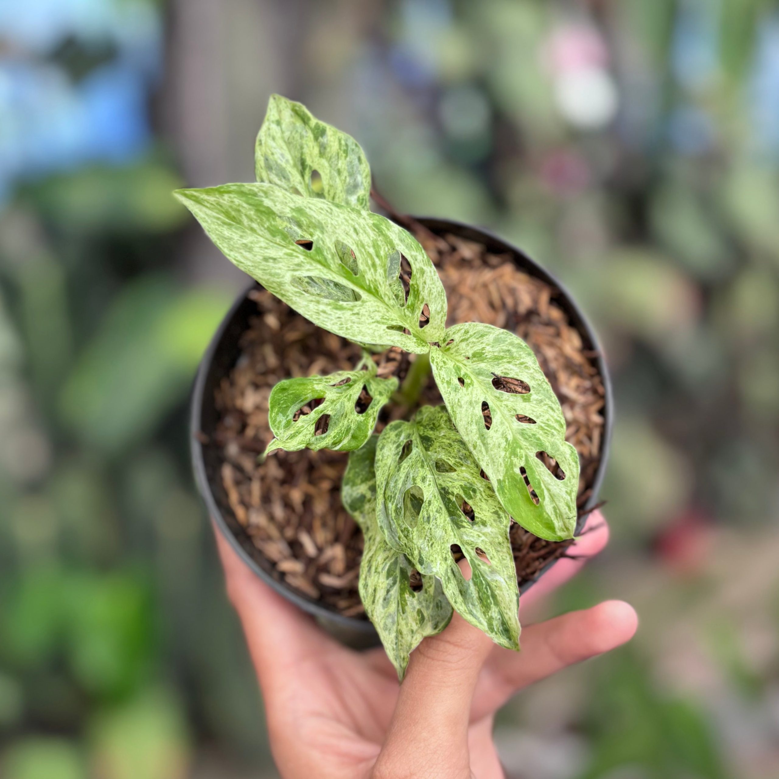 Monstera adansonii mottled variegated - Image 3