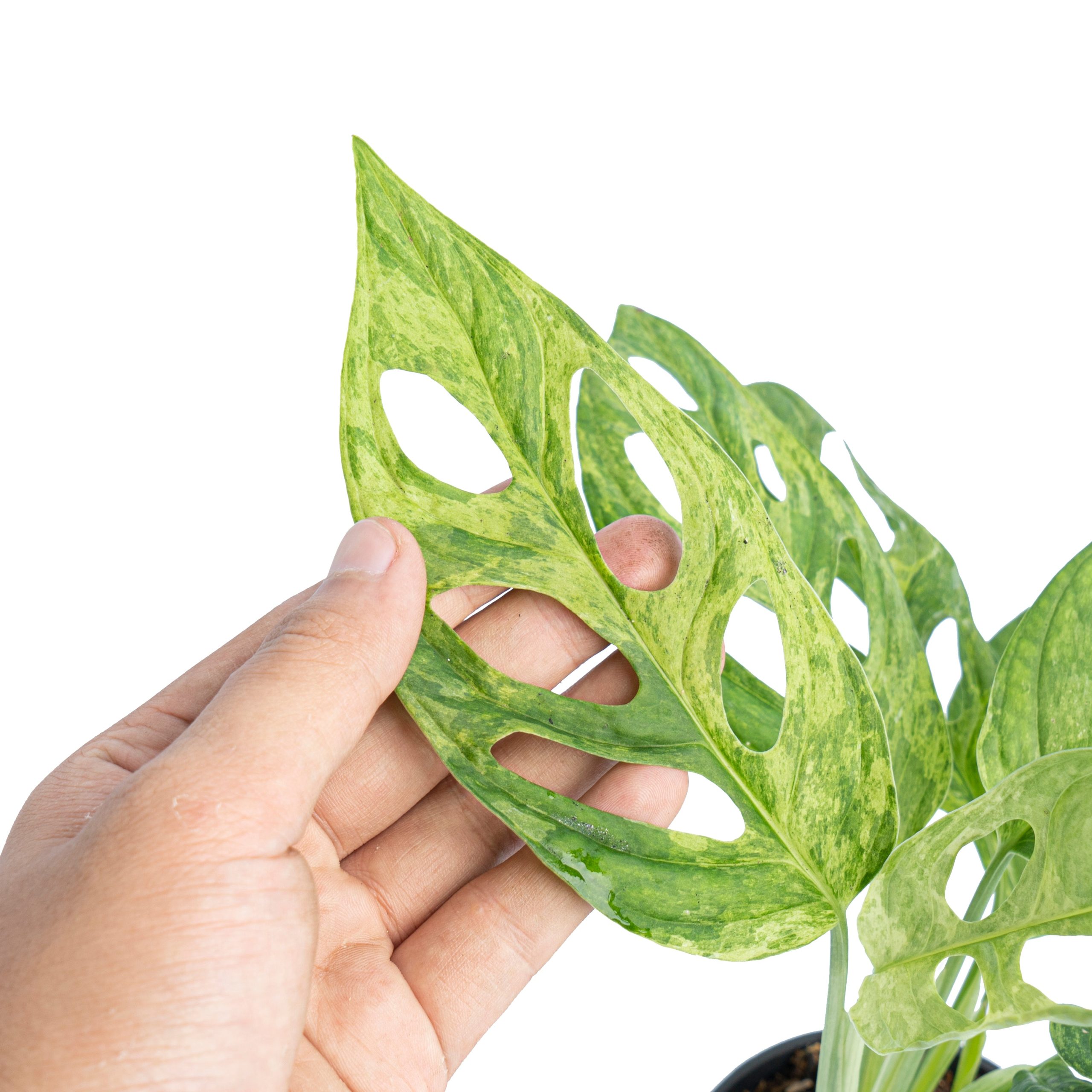 Monstera Adansonii Variegated (INA) - Image 2