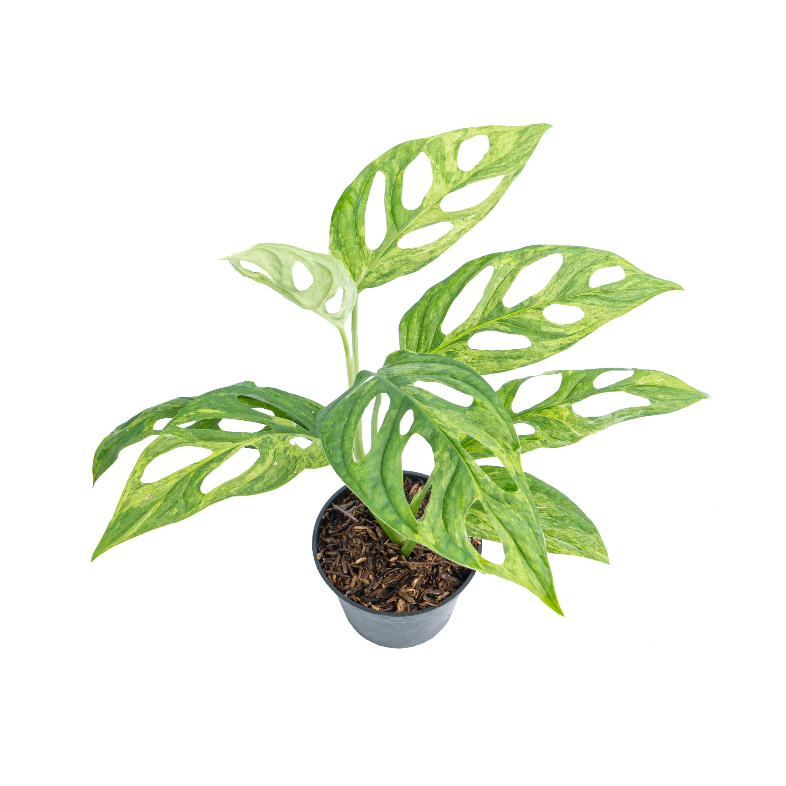 Monstera Adansonii Variegated (INA) - Image 3