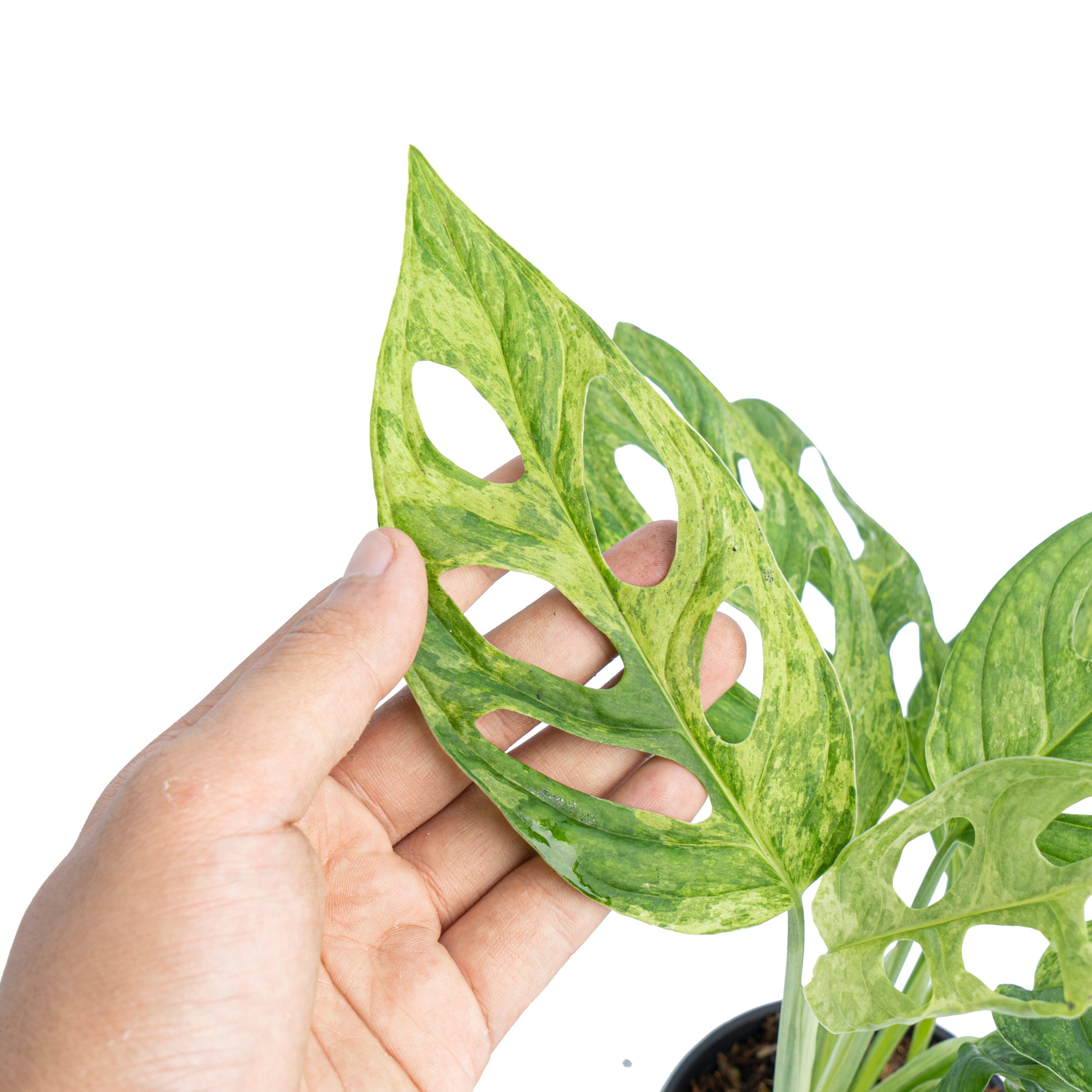 Monstera Adansonii Variegated (INA) - Image 4