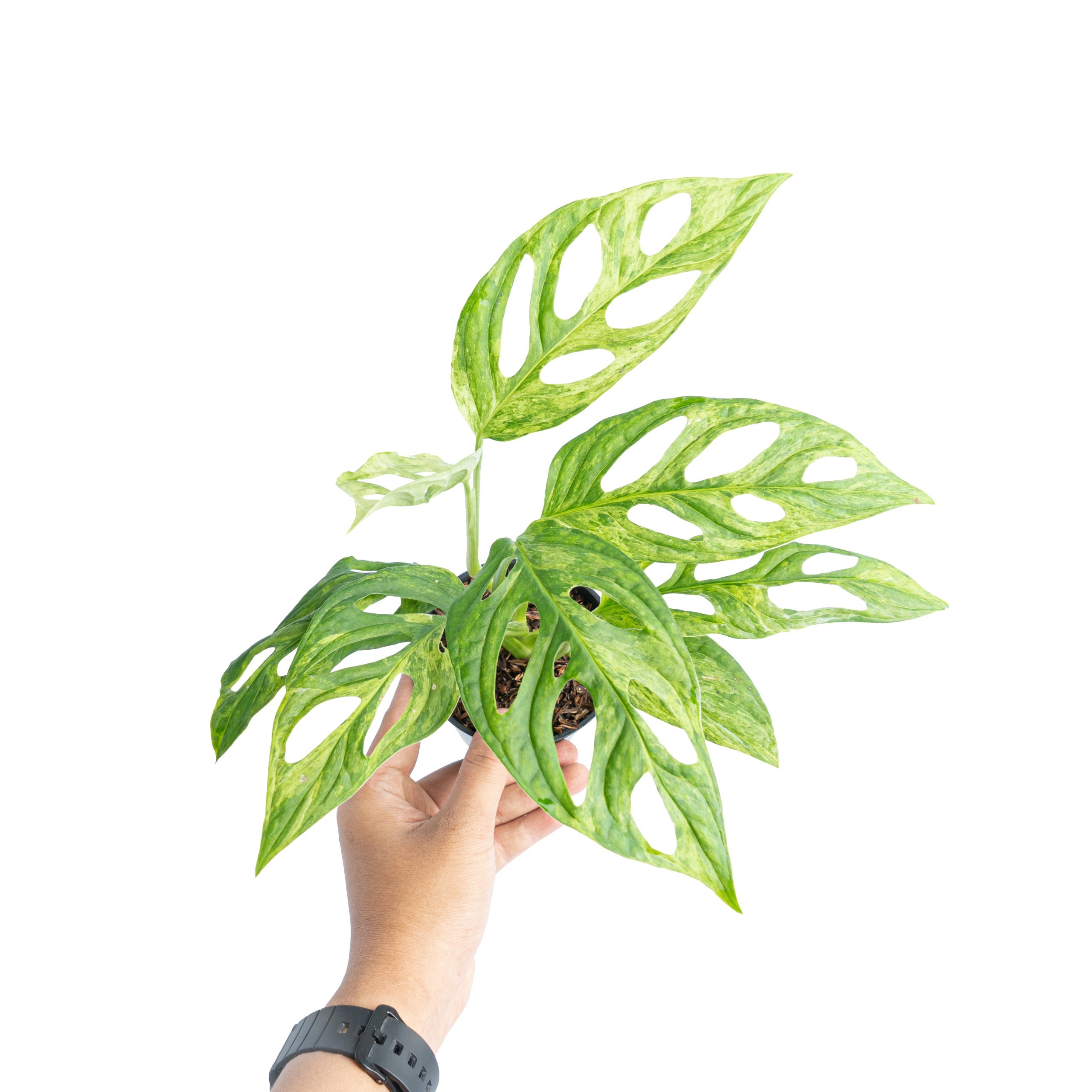 Monstera Adansonii Variegated (INA) - Image 5