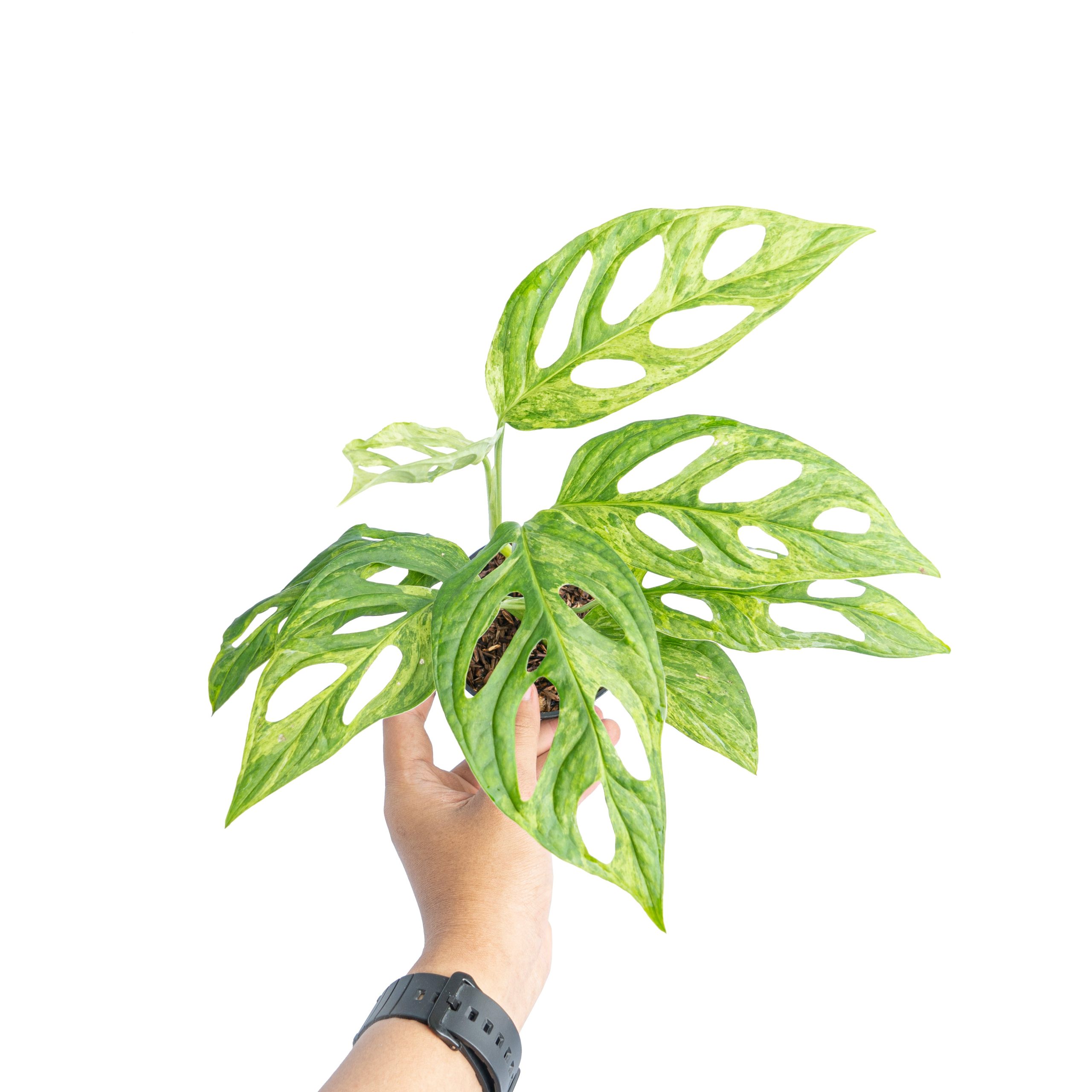 Monstera Adansonii Variegated (INA) - Image 6