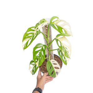 Monstera Adansonii Variegated - Mature size