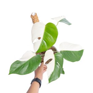 Monstera albo halfmoon variegated