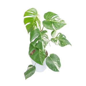 Monstera Albo Variegated - Lush