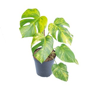 Monstera Aurea Variegated "Marmorata" - Lush
