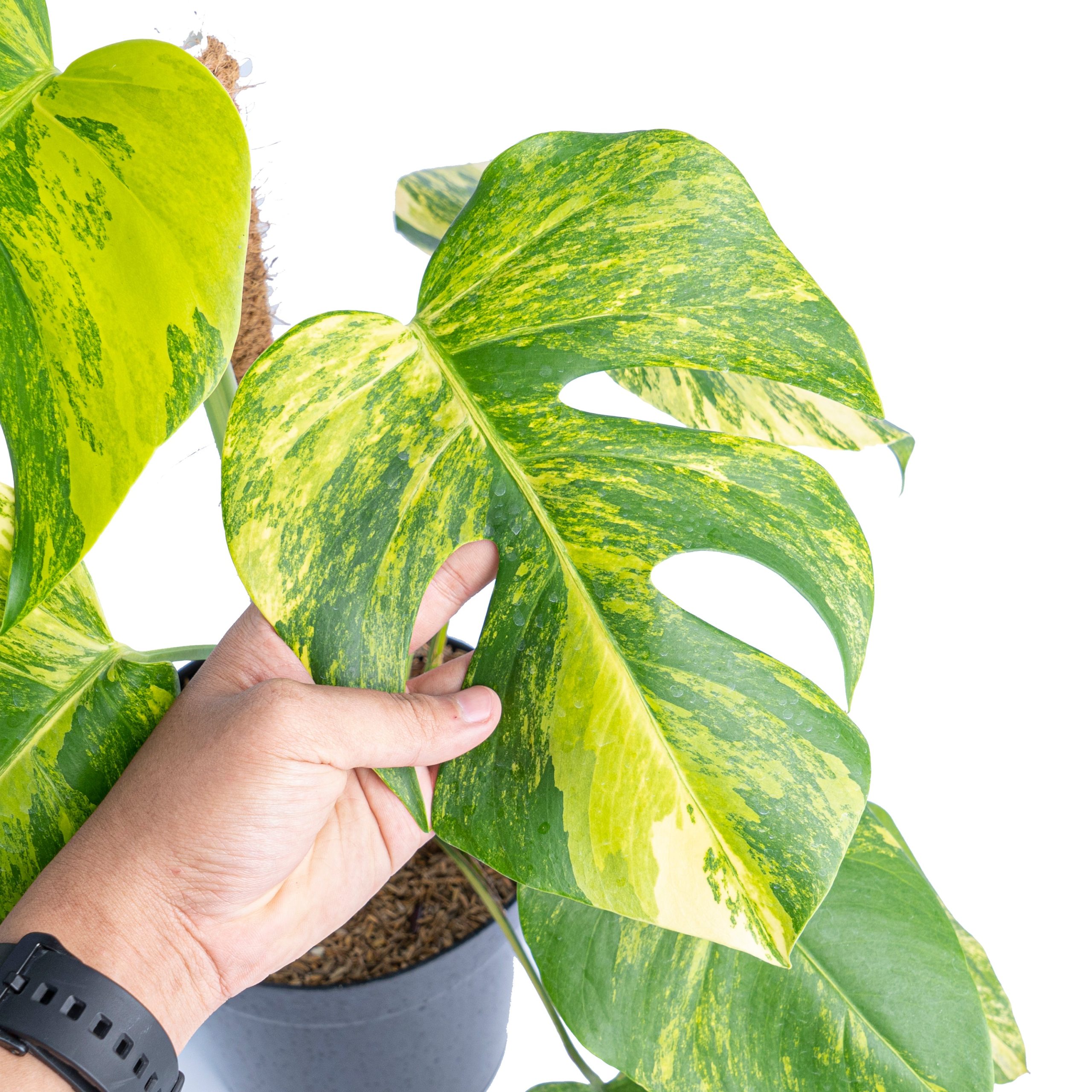 Monstera Aurea Variegated "Marmorata" - Lush - Image 3