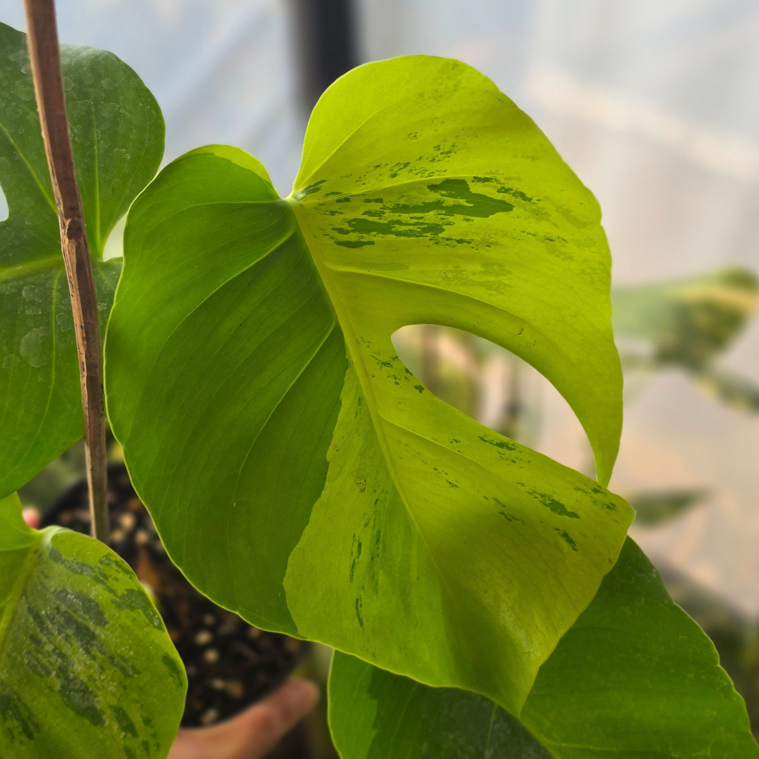 Monstera brazilian aurora - Image 2