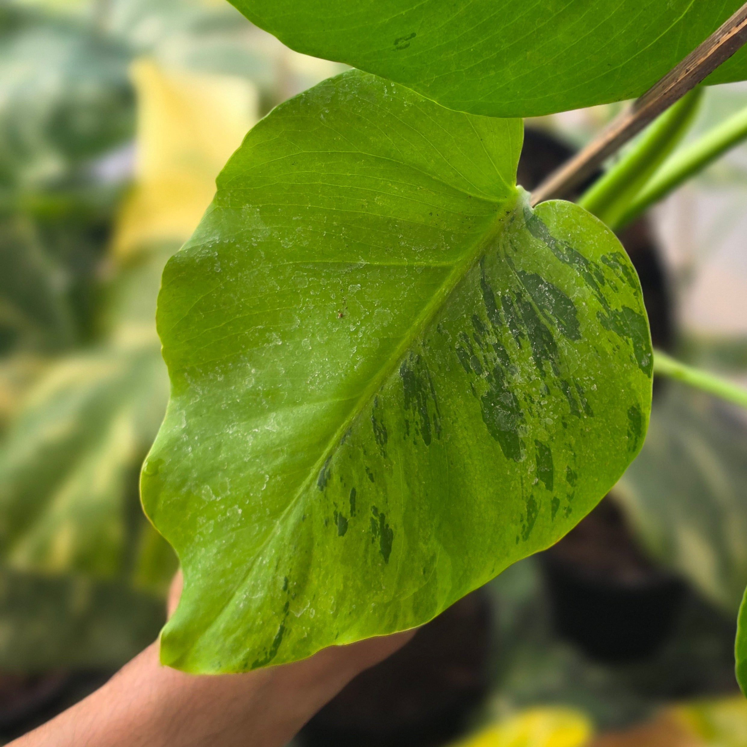 Monstera brazilian aurora - Image 3