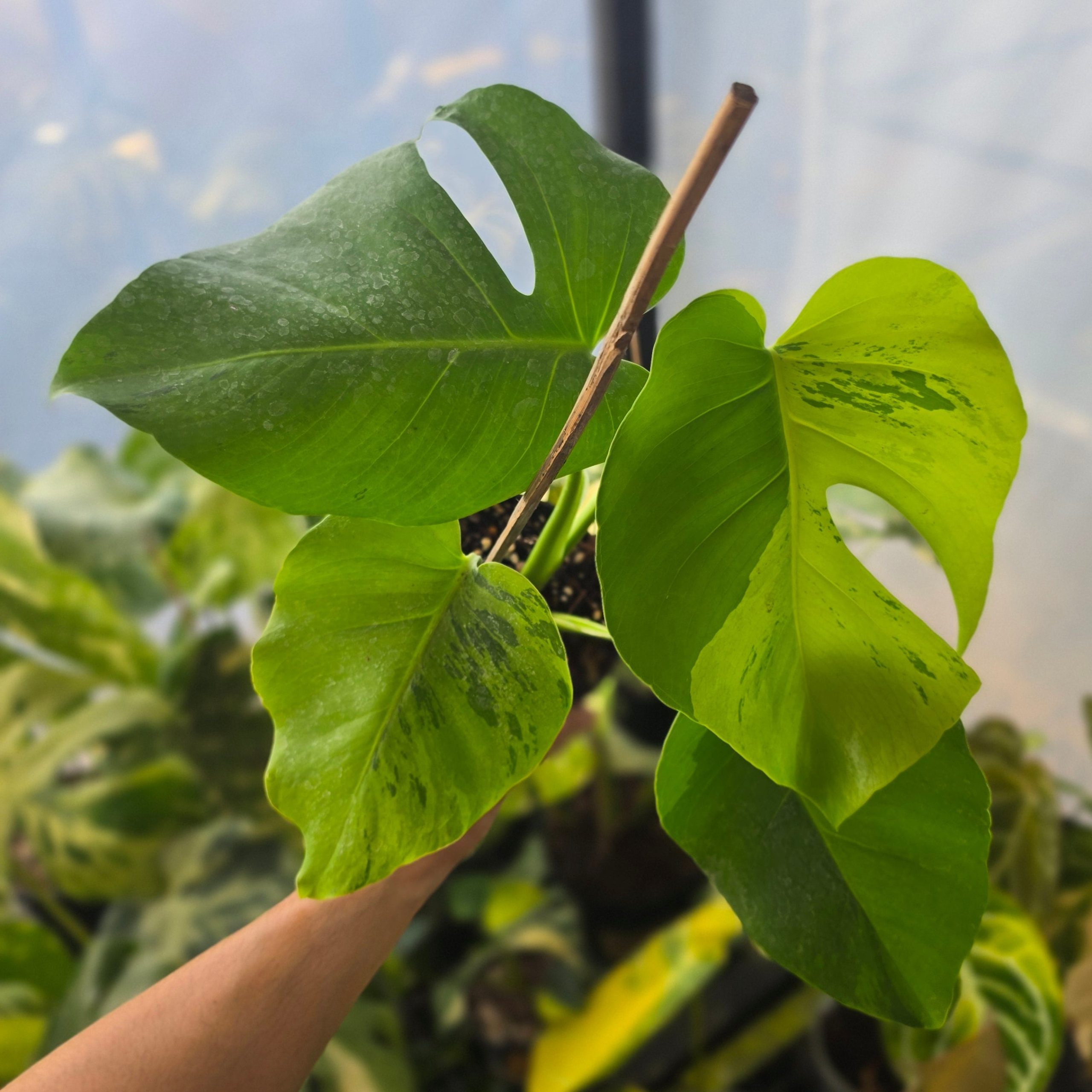 Monstera brazilian aurora - Image 4