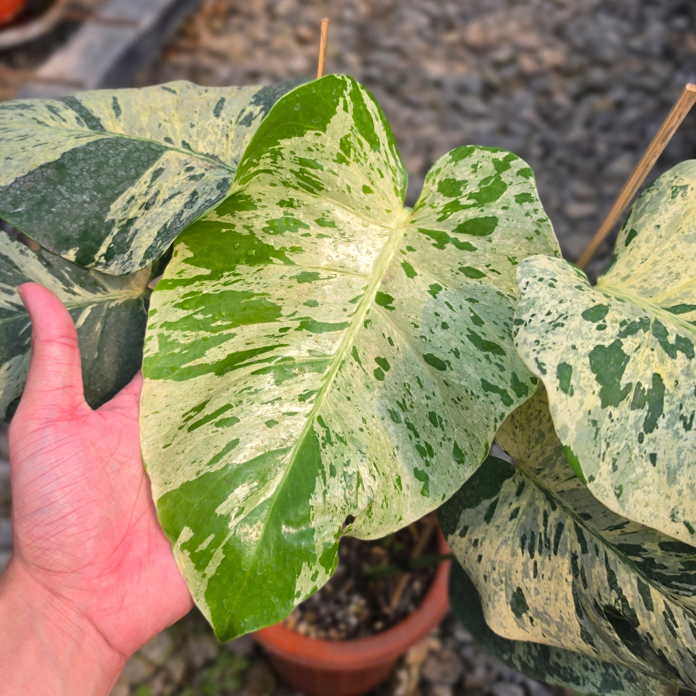 Monstera bulbasaur - Image 2