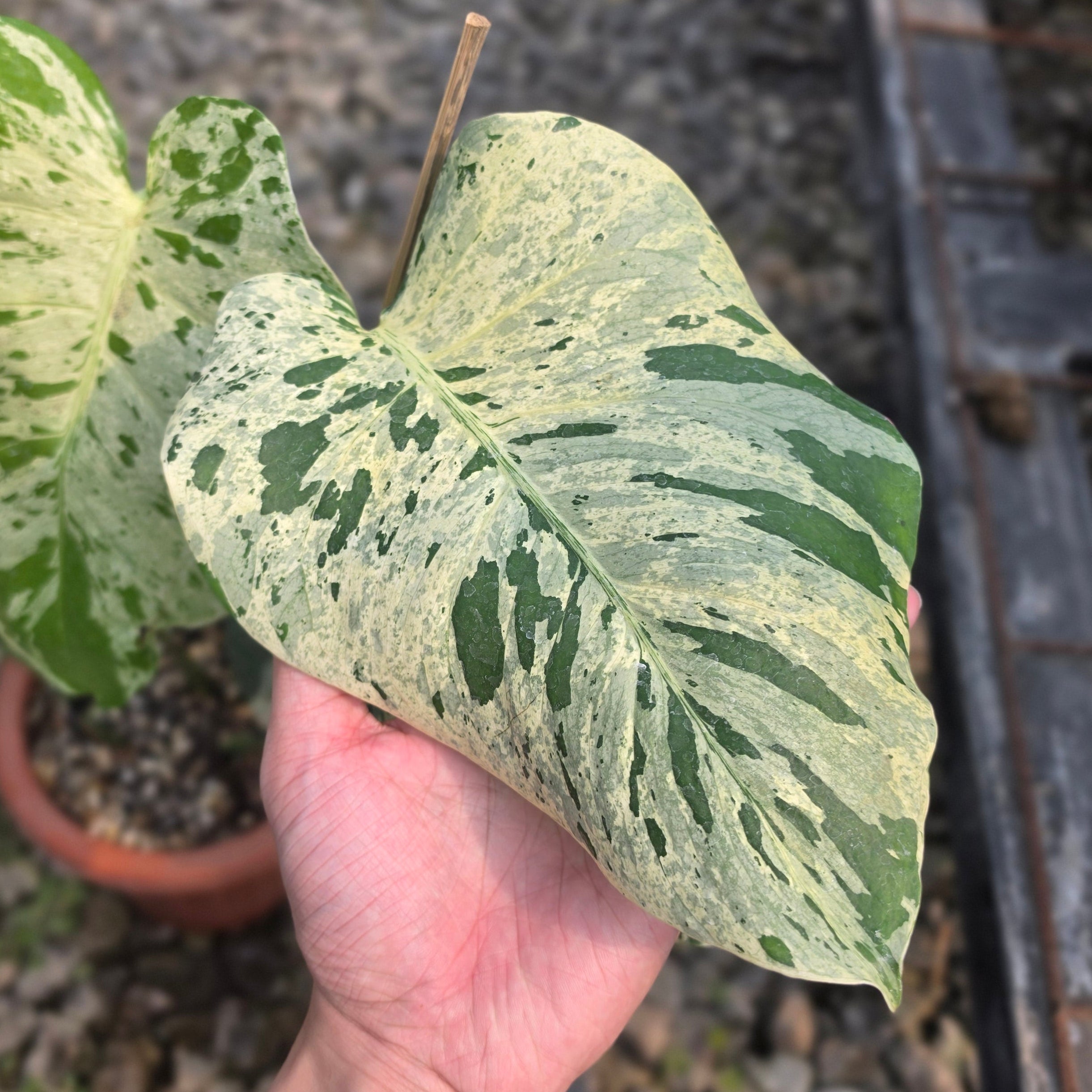 Monstera bulbasaur - Image 3