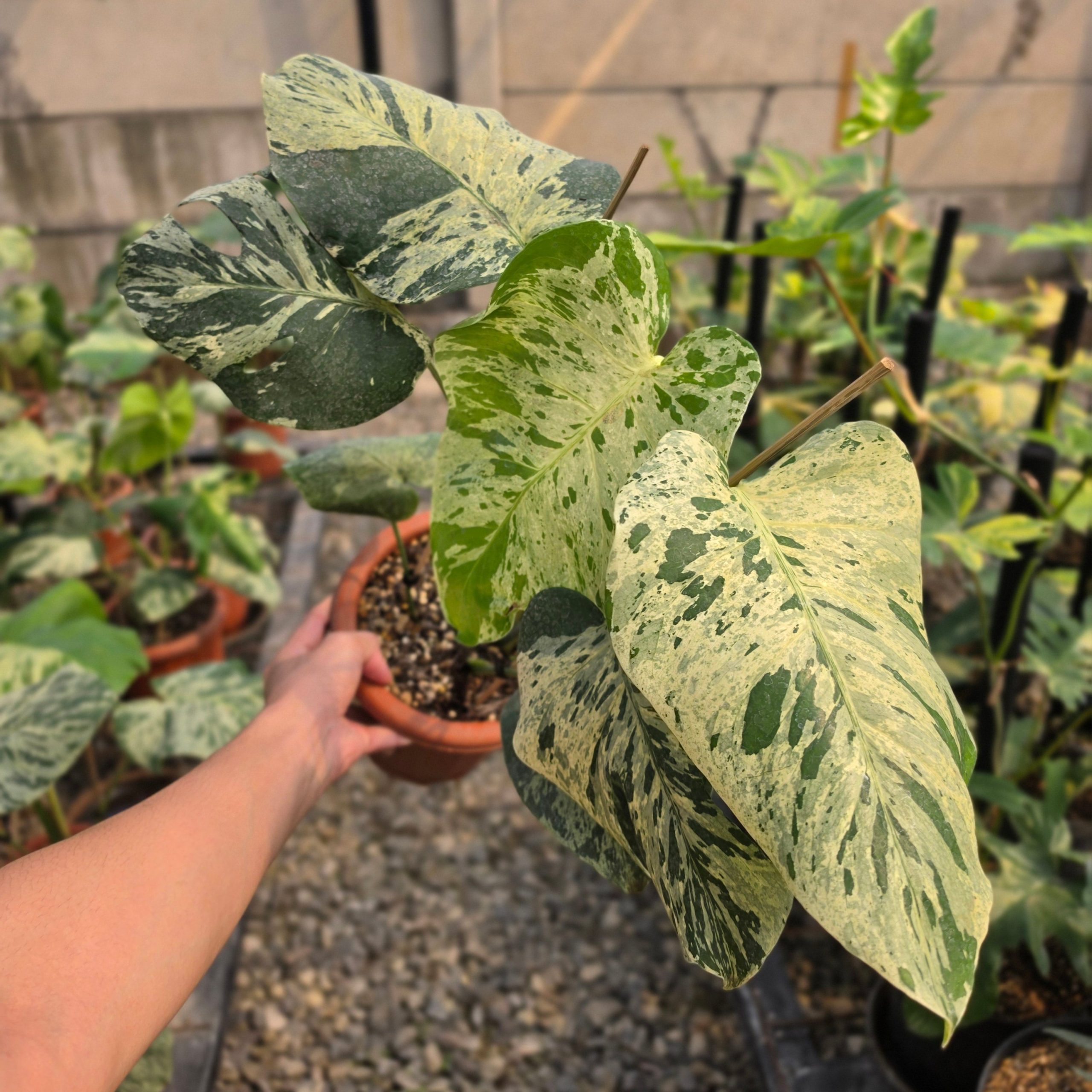 Monstera bulbasaur - Image 5