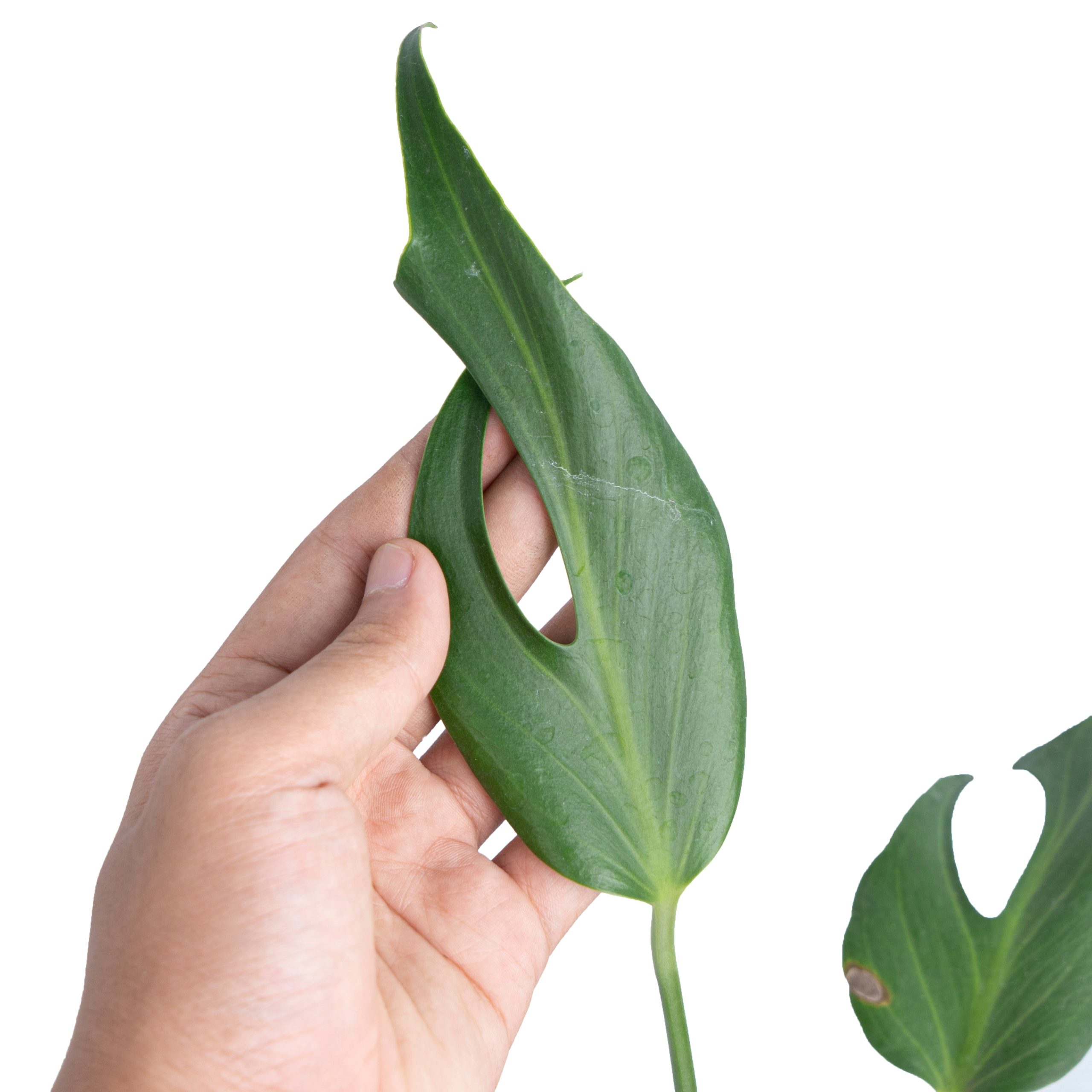 Monstera Burlemarx Flame - Image 2
