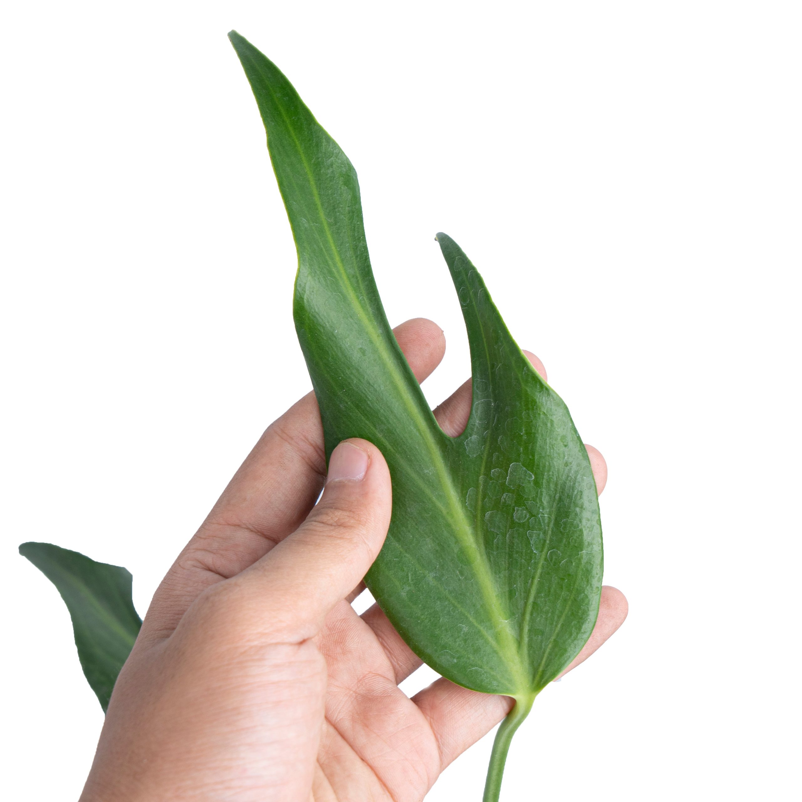 Monstera Burlemarx Flame - Image 3